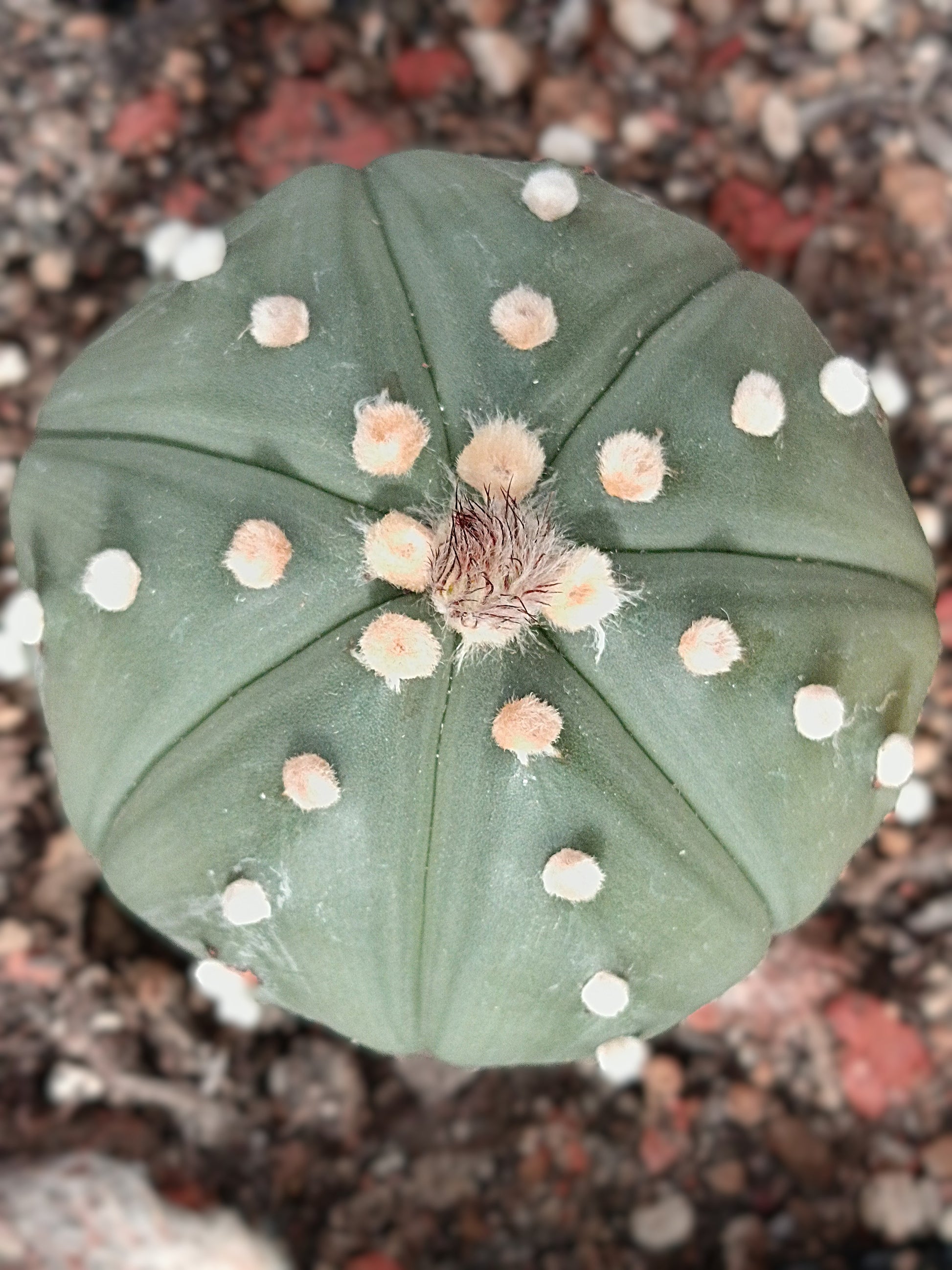 Astrophytum asterias var. nudum