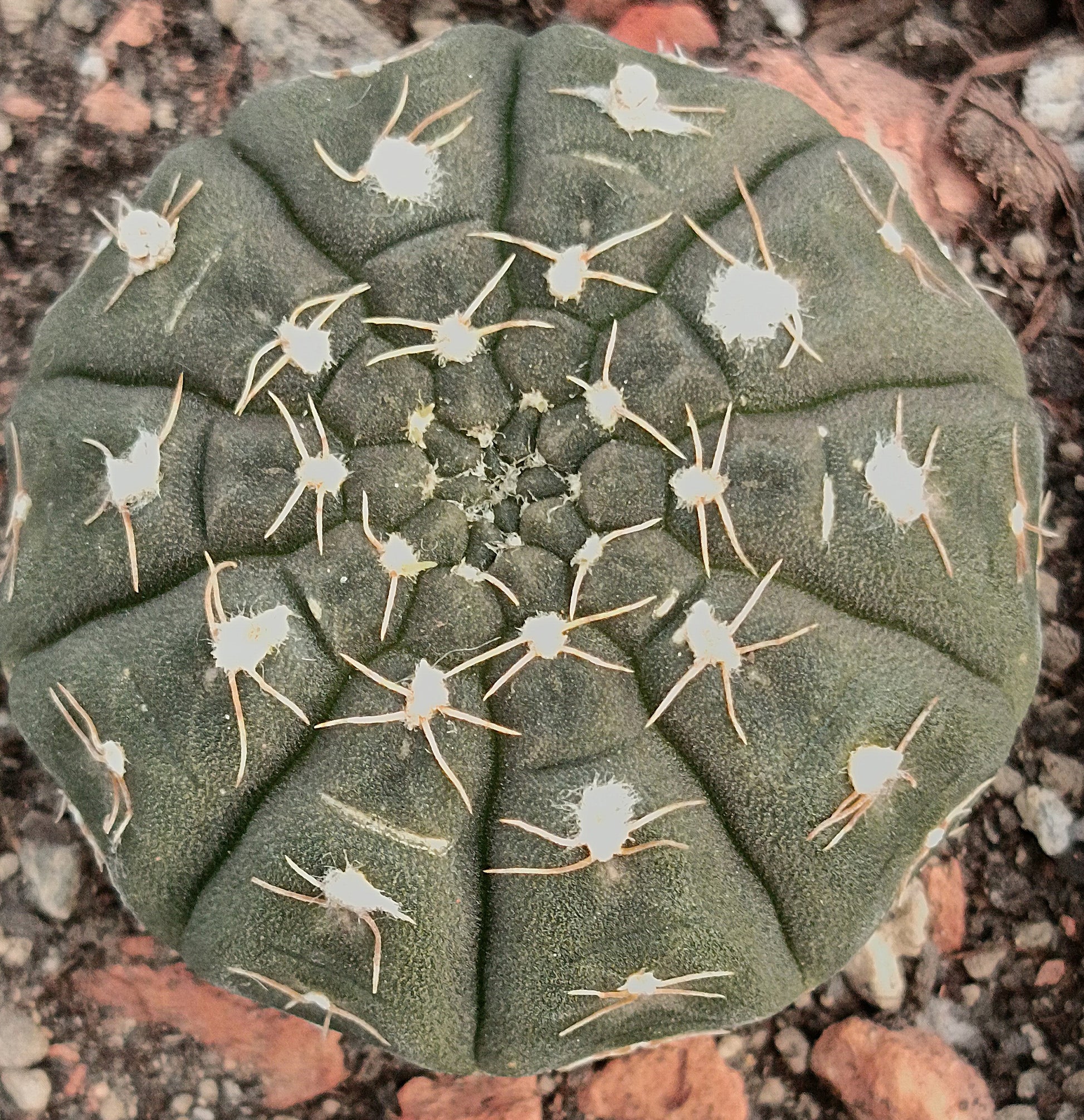 Gymnocalycium ragonesei