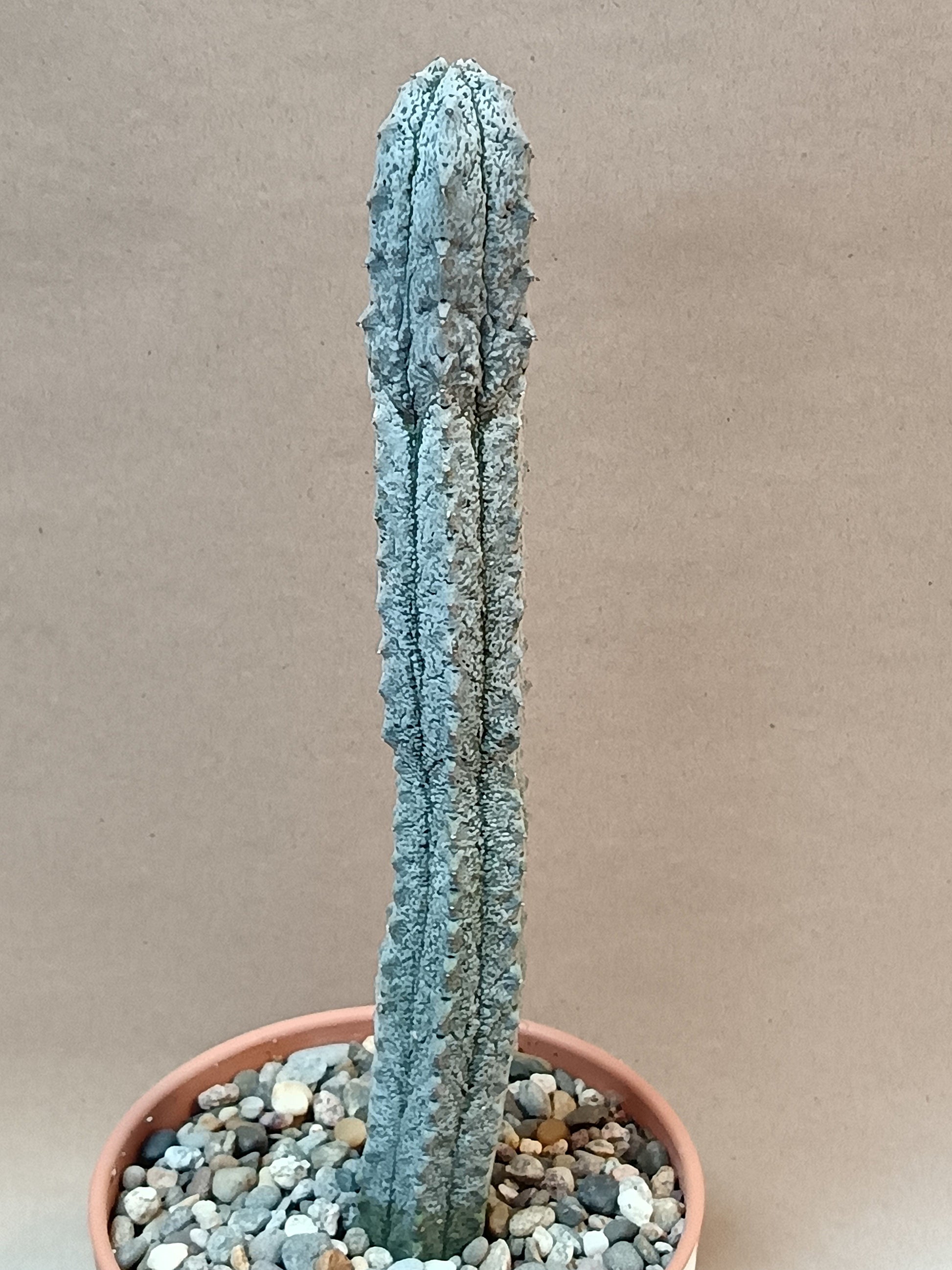 Euphorbia abdelkuri