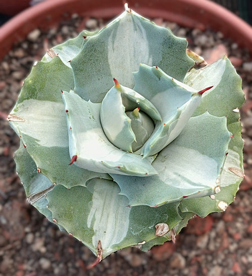 Agave isthmensis 'Ohi Raijin Shiro Fukurin' – Seltene Zwerg-Agave mit Panaschierung (Ø ca. 8 cm)