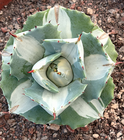 Agave isthmensis 'Ohi Raijin Shiro Fukurin' – Seltene Zwerg-Agave mit Panaschierung (Ø ca. 8 cm)