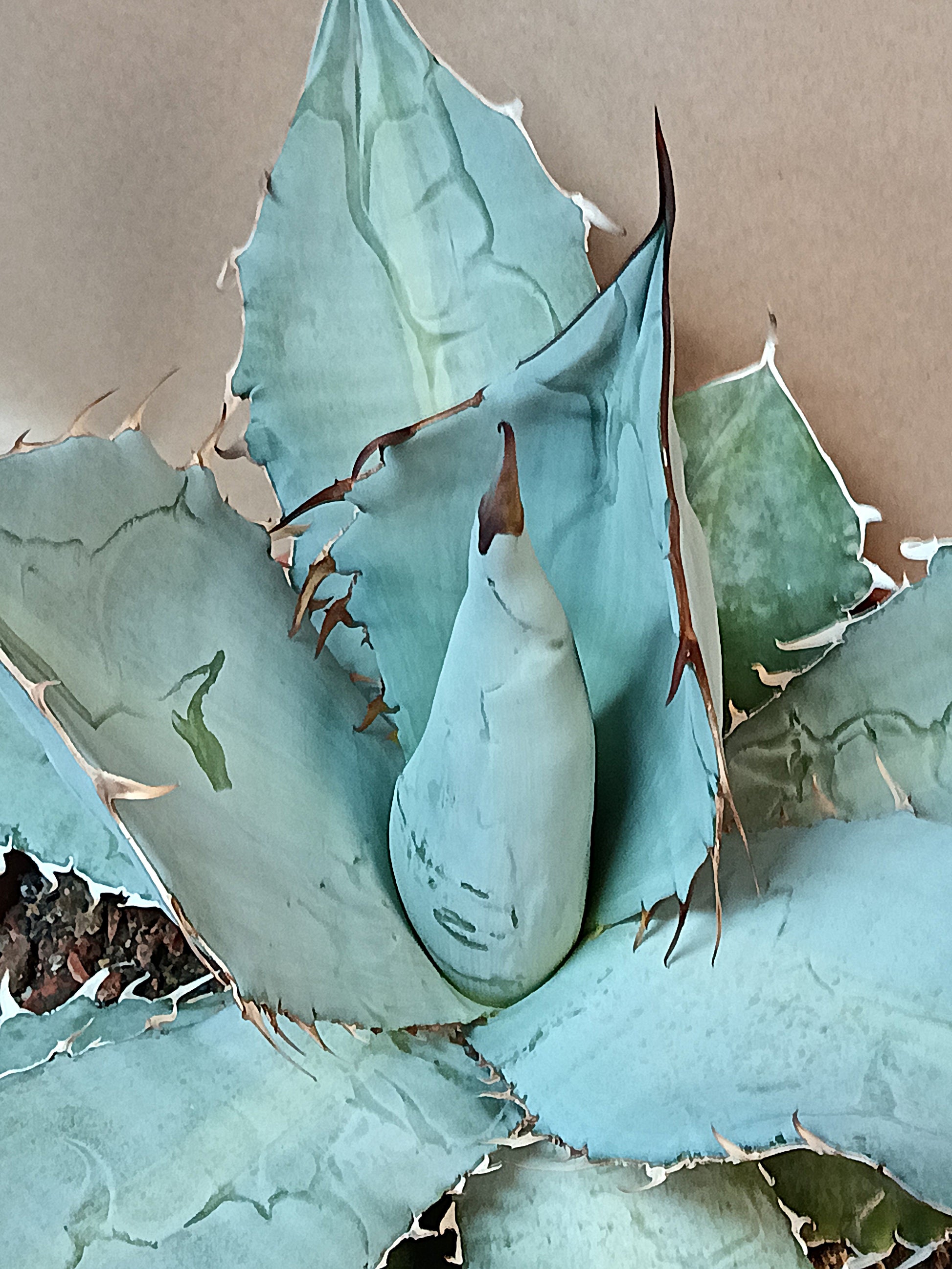 Agave titanota 'White Ice' – Seltene Premium-Agave (Ø ca. 25–30 cm)