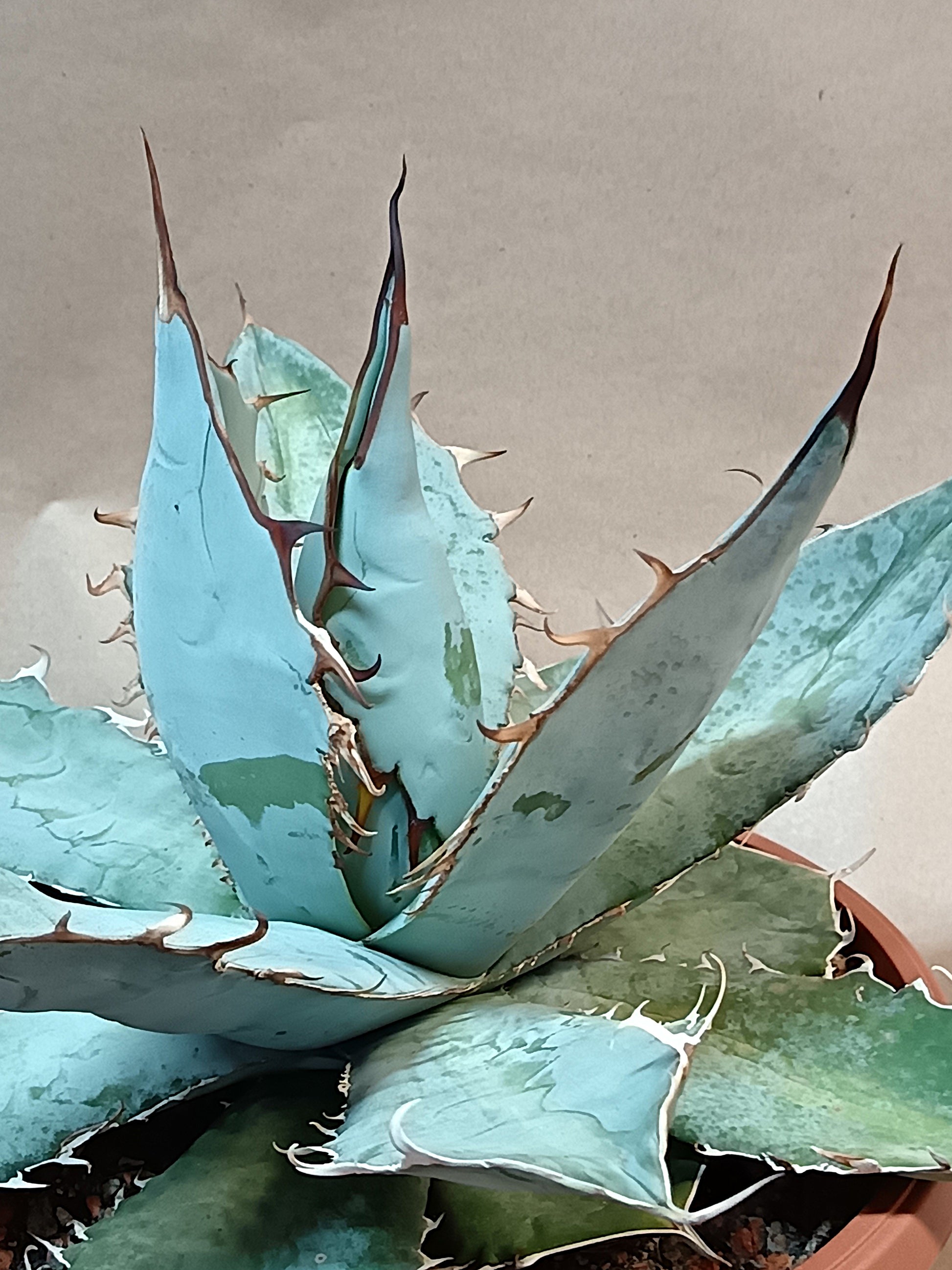 Agave titanota 'White Ice' – Seltene Premium-Agave (Ø ca. 25–30 cm)