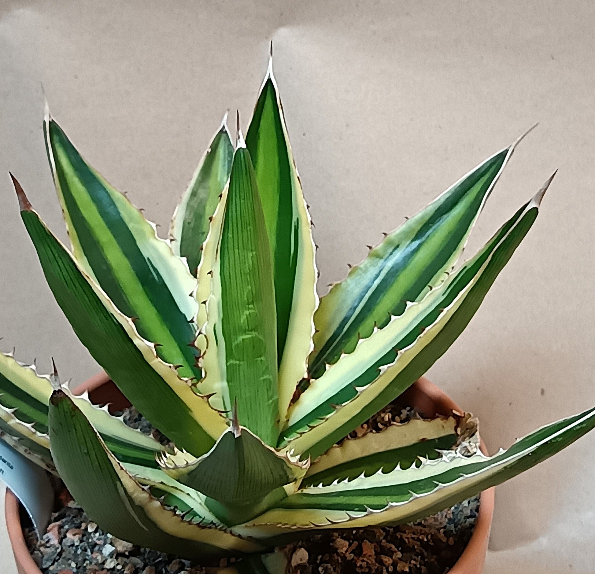 Agave lophantha f. variegata – Attraktive Panaschierte Agave (Ø ca. 15 cm)
