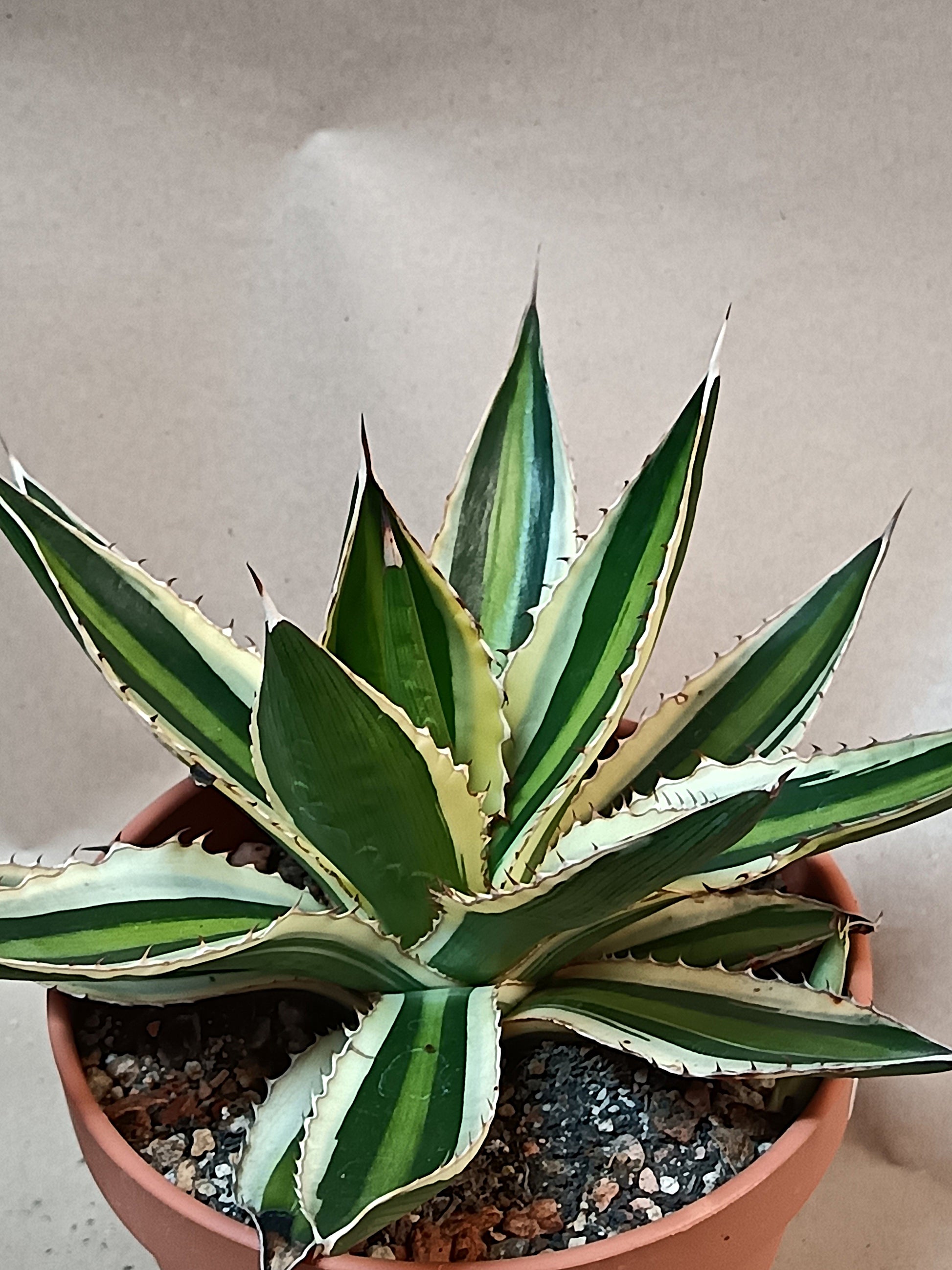 Agave lophantha f. variegata – Attraktive Panaschierte Agave (Ø ca. 15 cm)