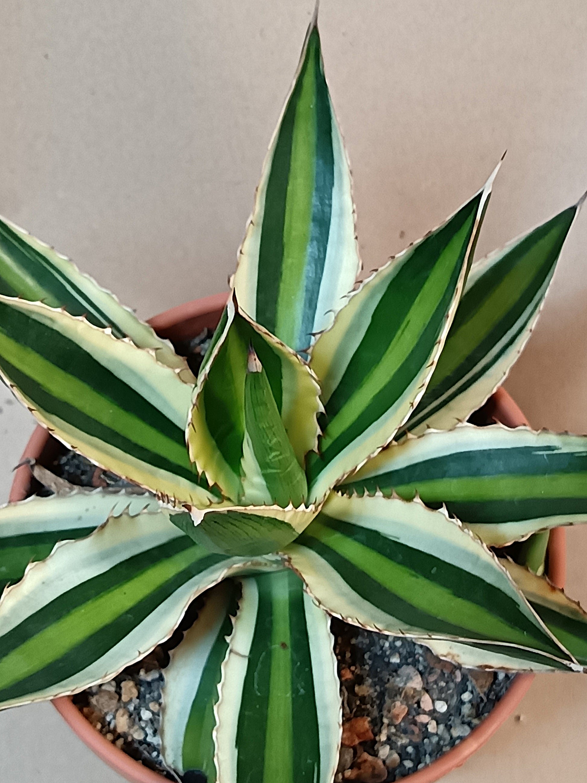 Agave lophantha f. variegata – Attraktive Panaschierte Agave (Ø ca. 15 cm)