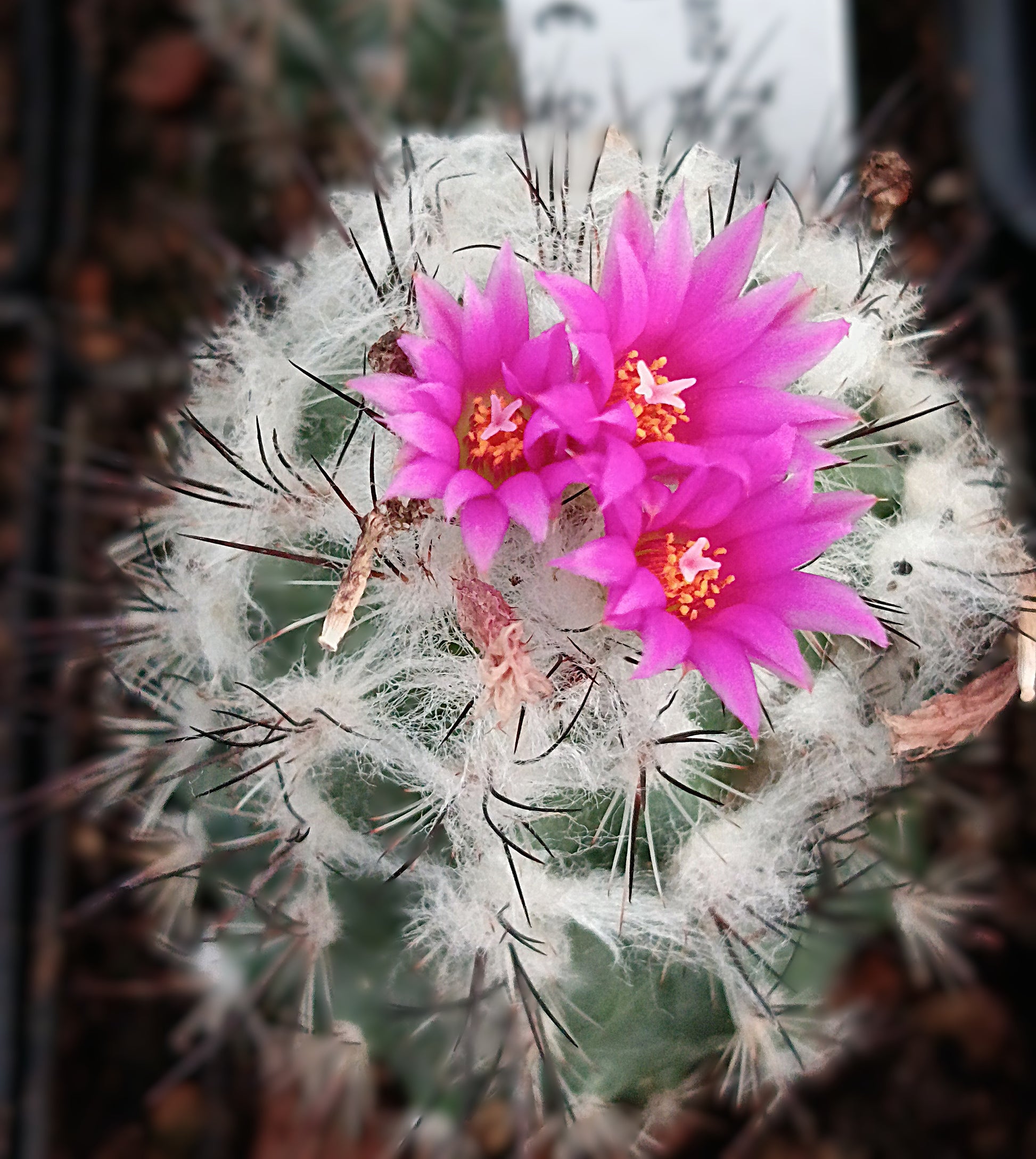 Turbinicarpus saueri ssp. nelissae