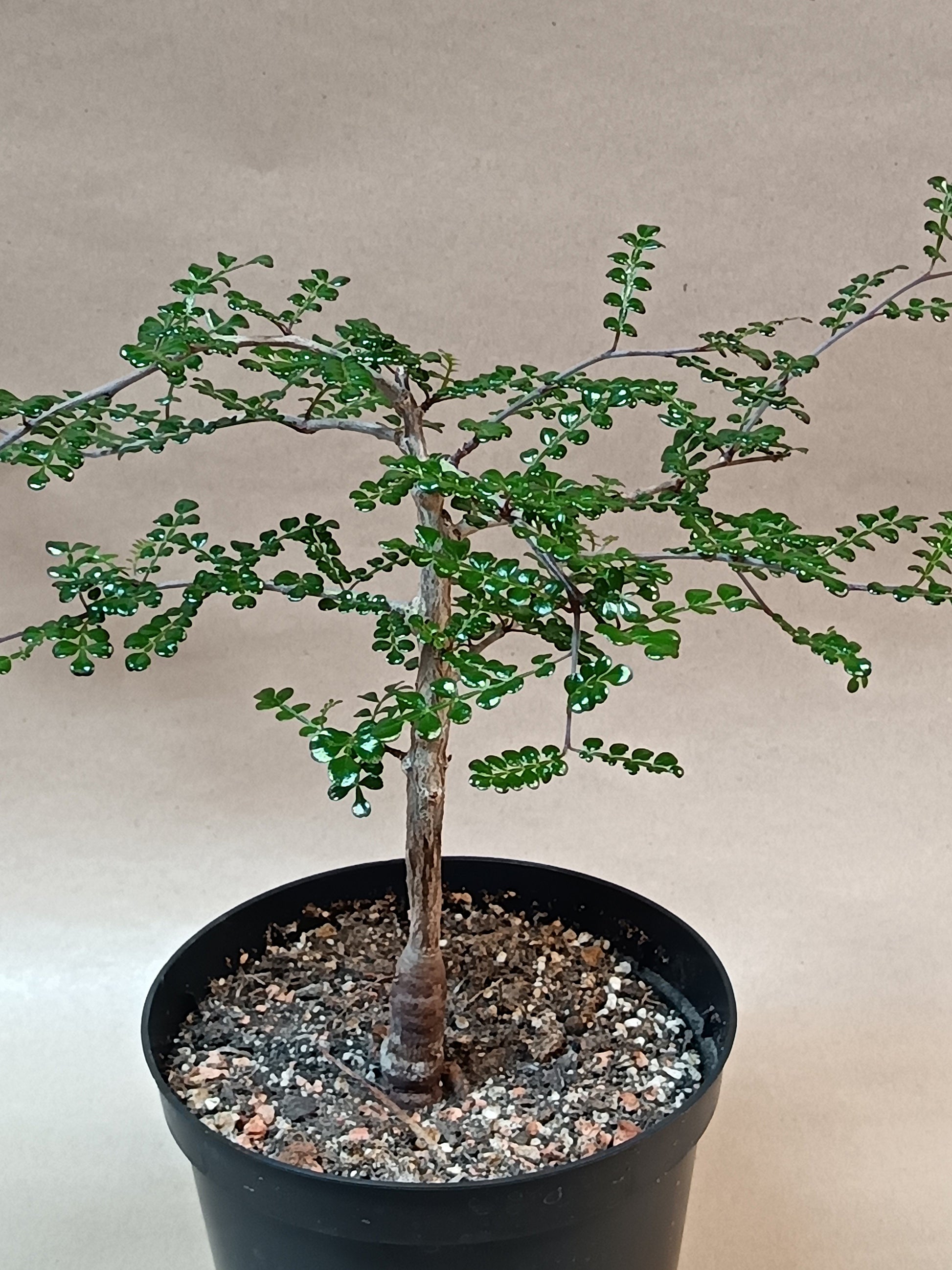 Operculicarya decaryi – Madagaskars Mini-Baobab (ca. 16-20cm)