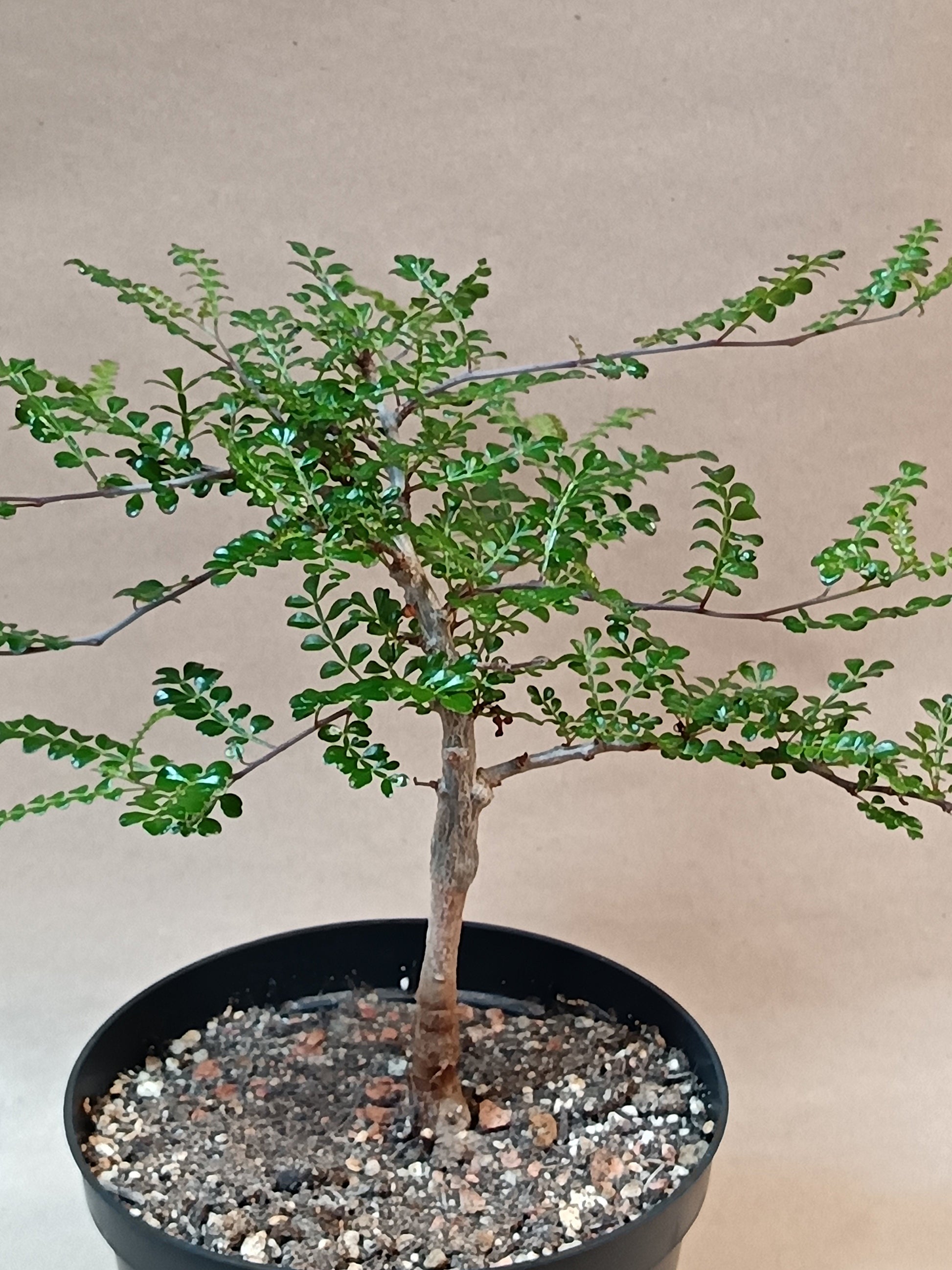 Operculicarya decaryi – Madagaskars Mini-Baobab (ca. 16-20cm)