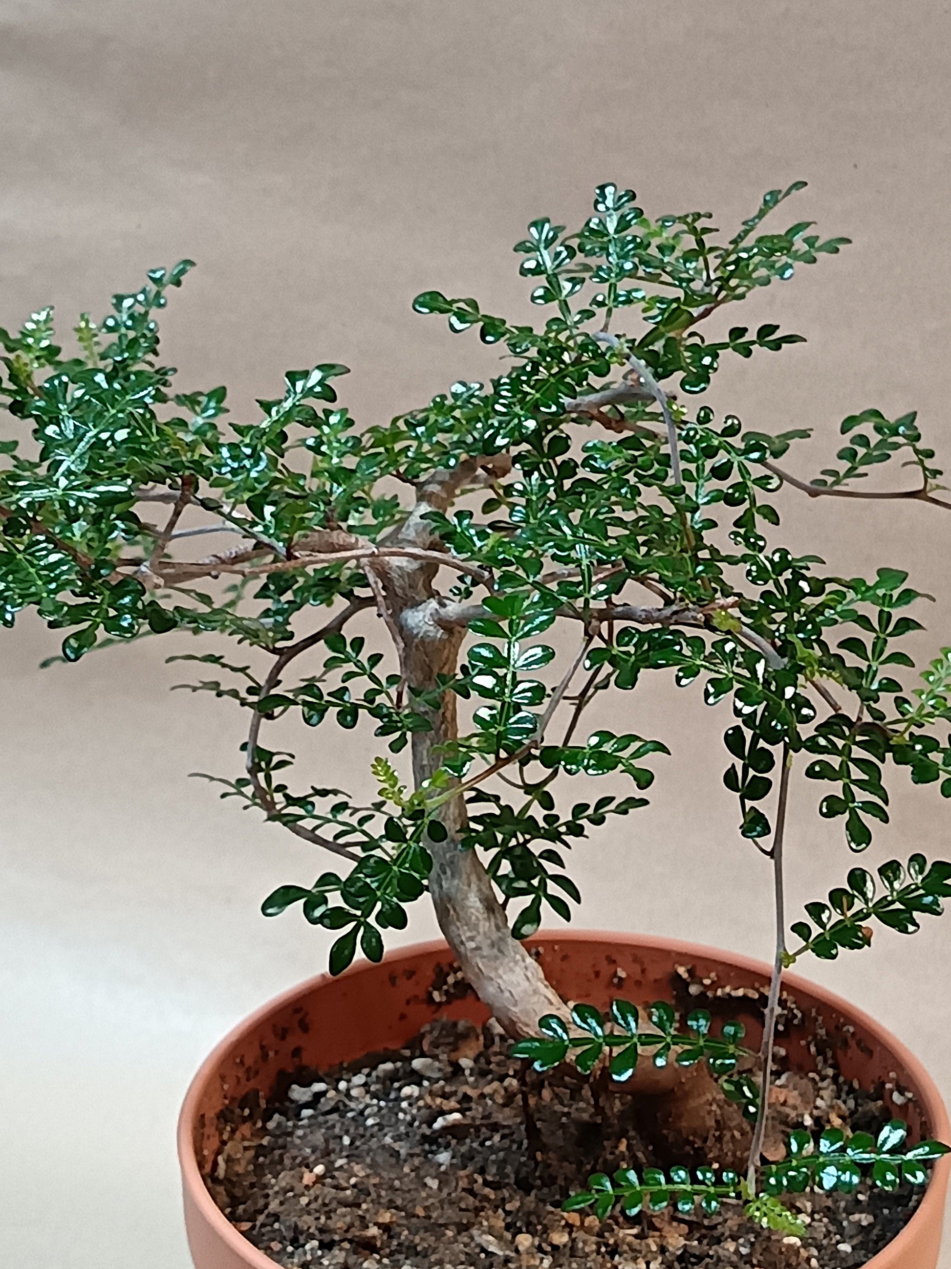 Operculicarya decaryi – Madagaskars Mini-Baobab (ca. 20-25cm)