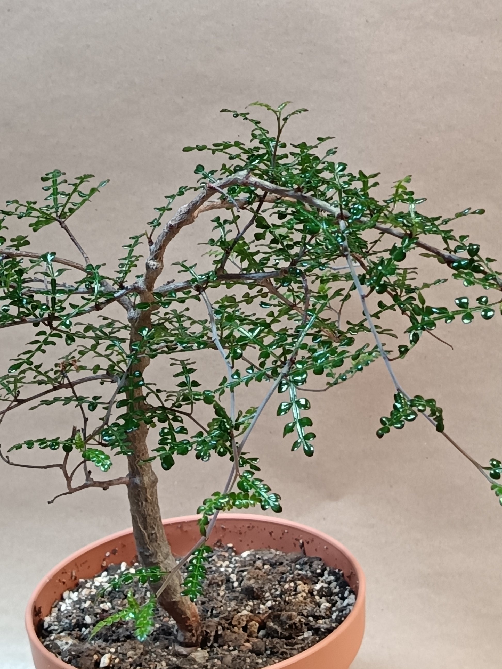 Operculicarya decaryi – Madagaskars Mini-Baobab (ca. 20-25cm)