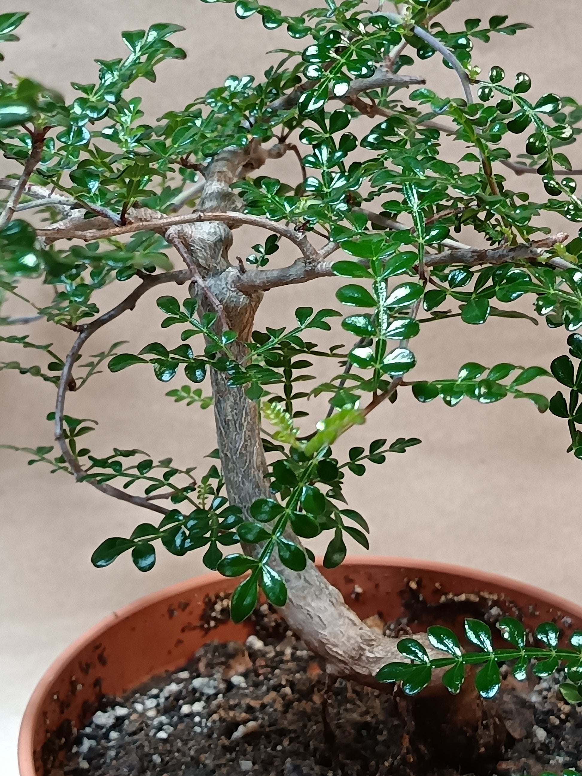 Operculicarya decaryi – Madagaskars Mini-Baobab (ca. 20-25cm)