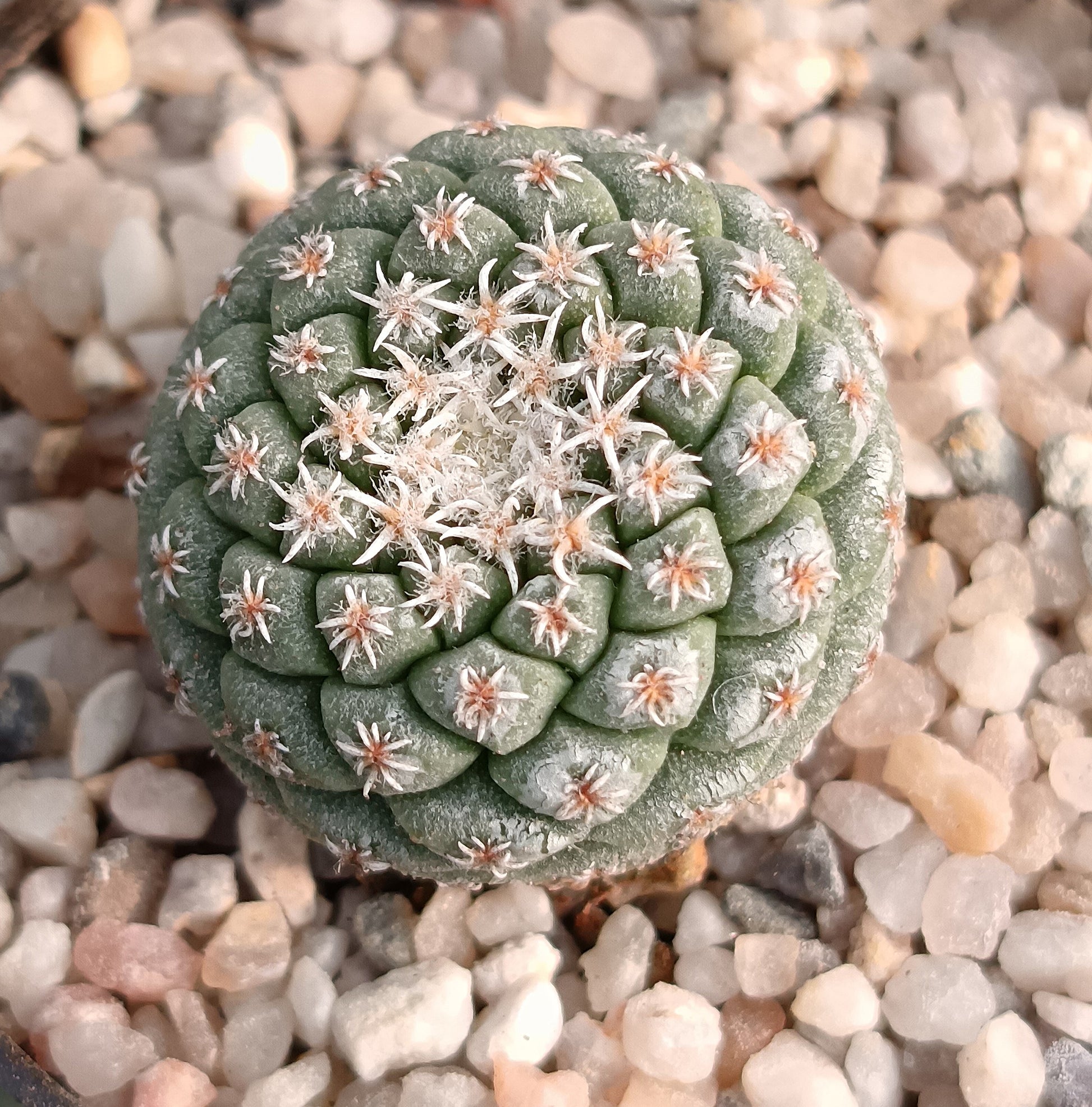 Strombocactus disciformis
