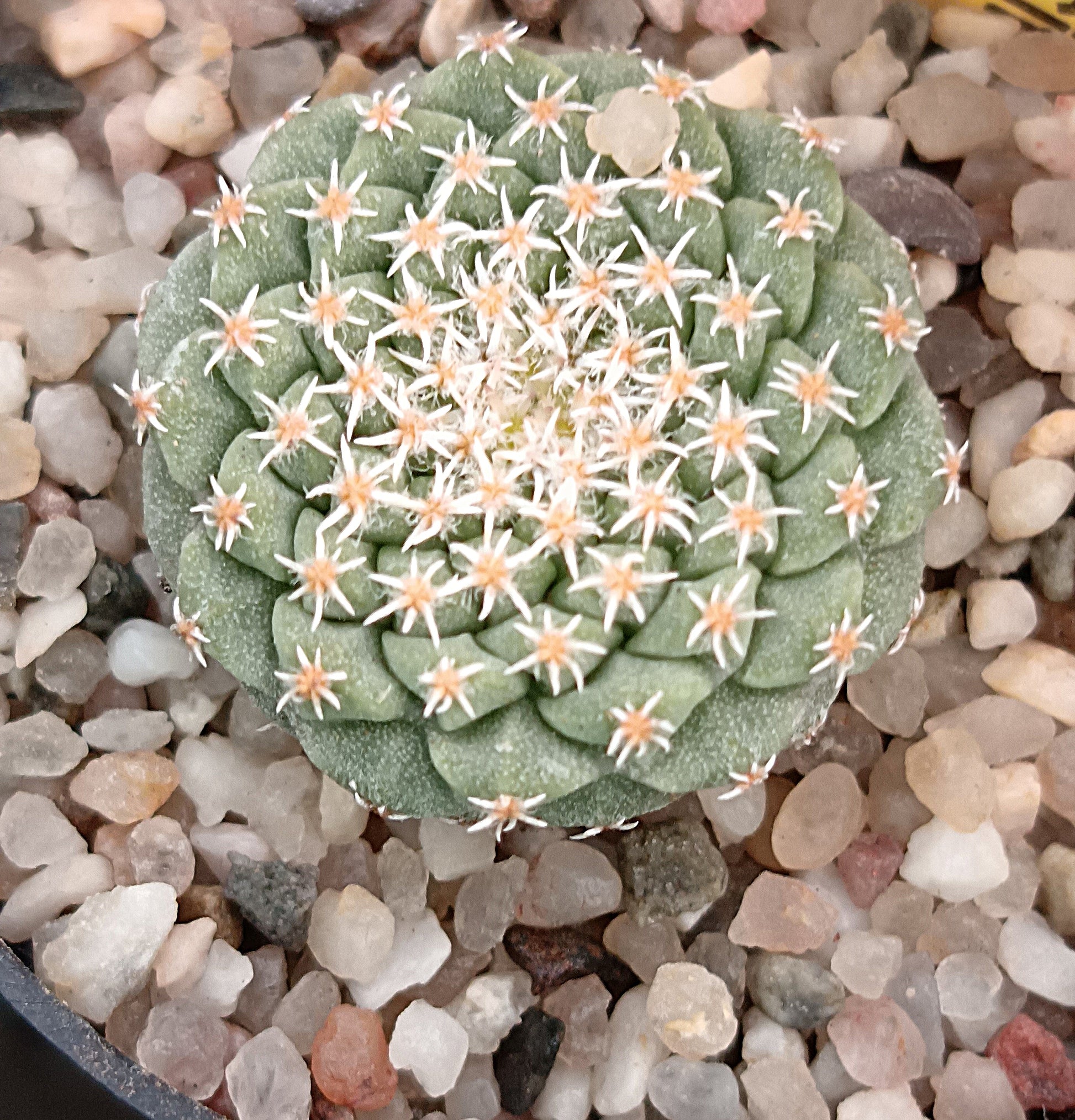 Strombocactus disciformis