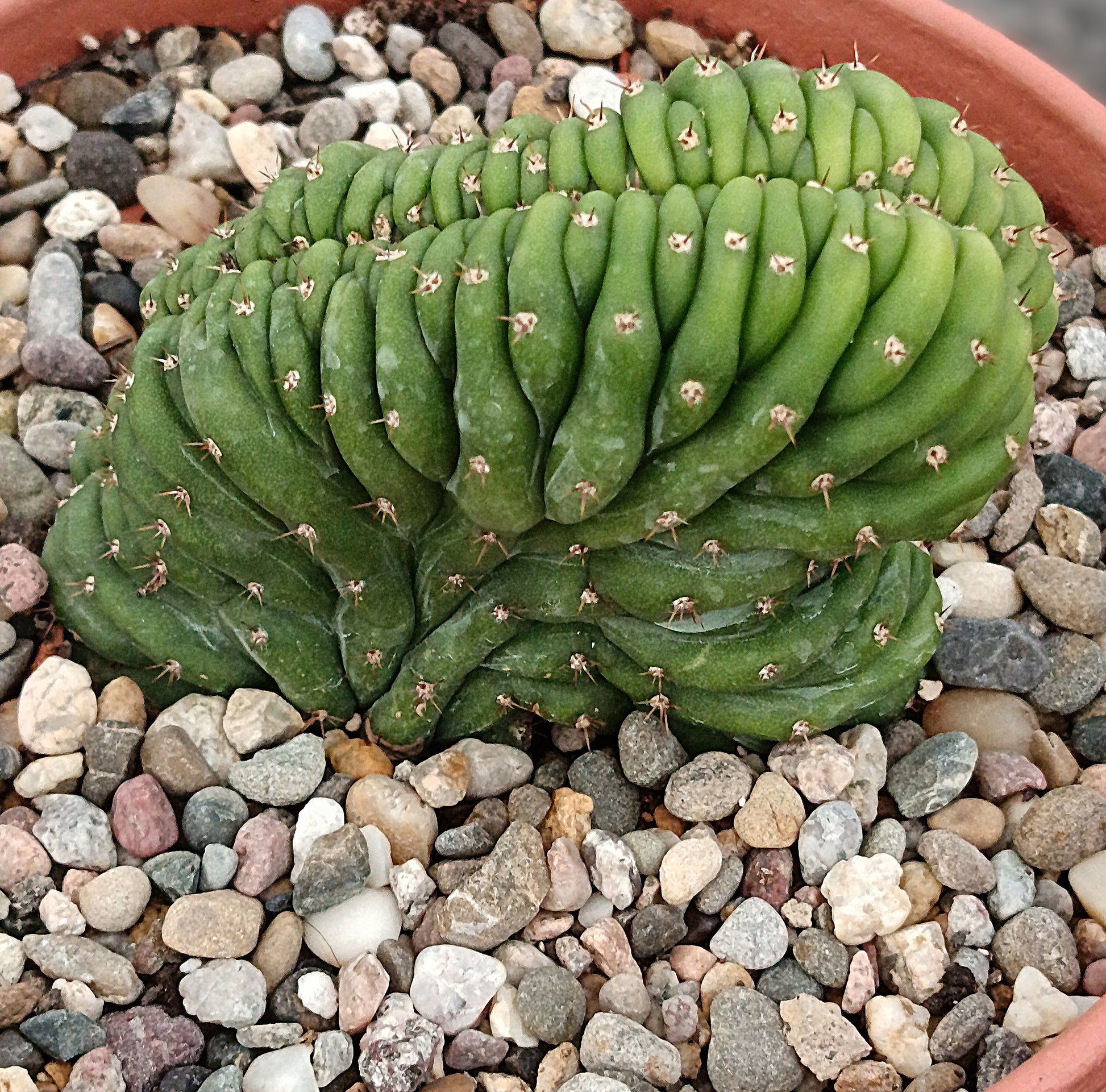 Trichocereus pachanoi f. cristata