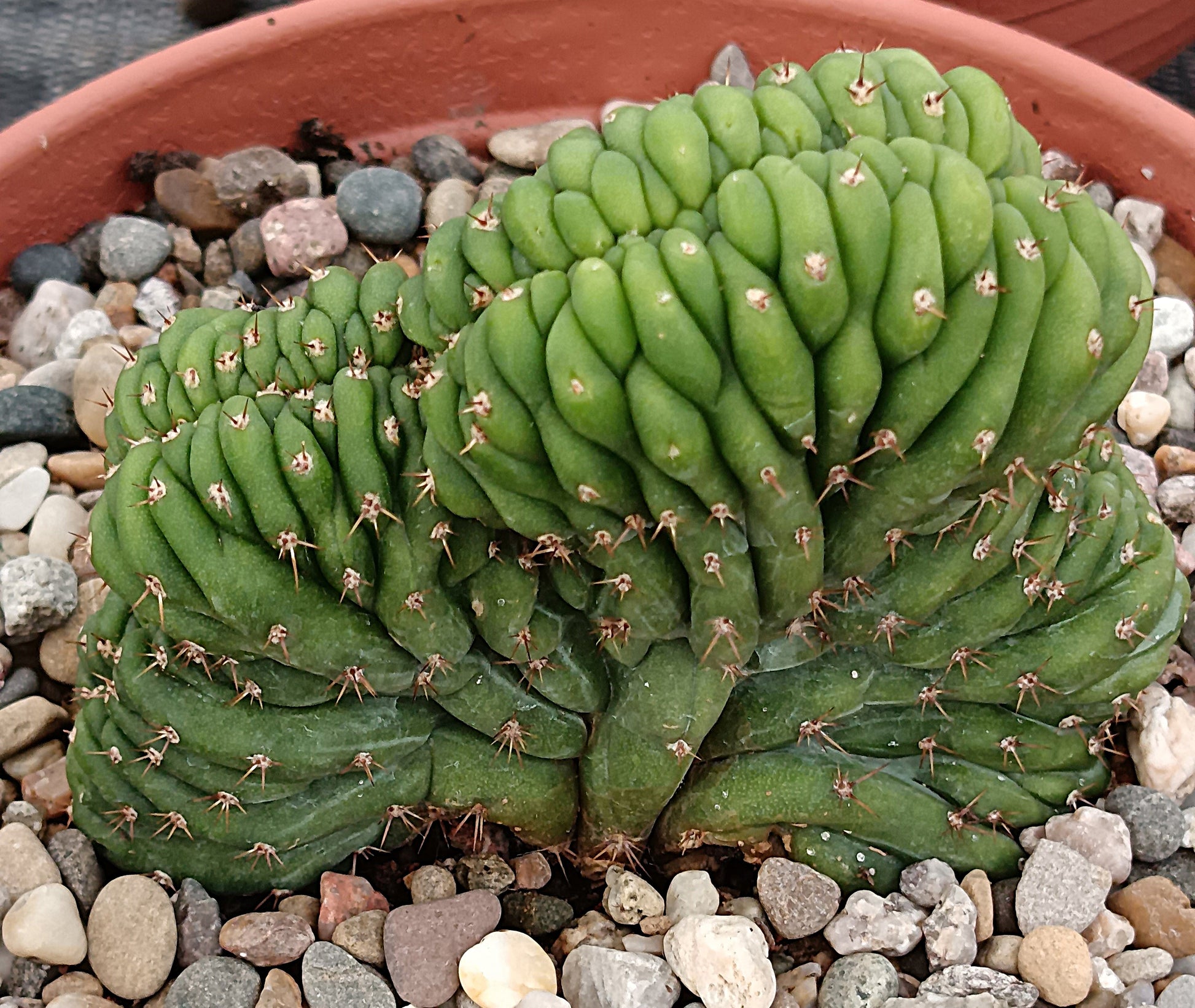 Trichocereus pachanoi f. cristata