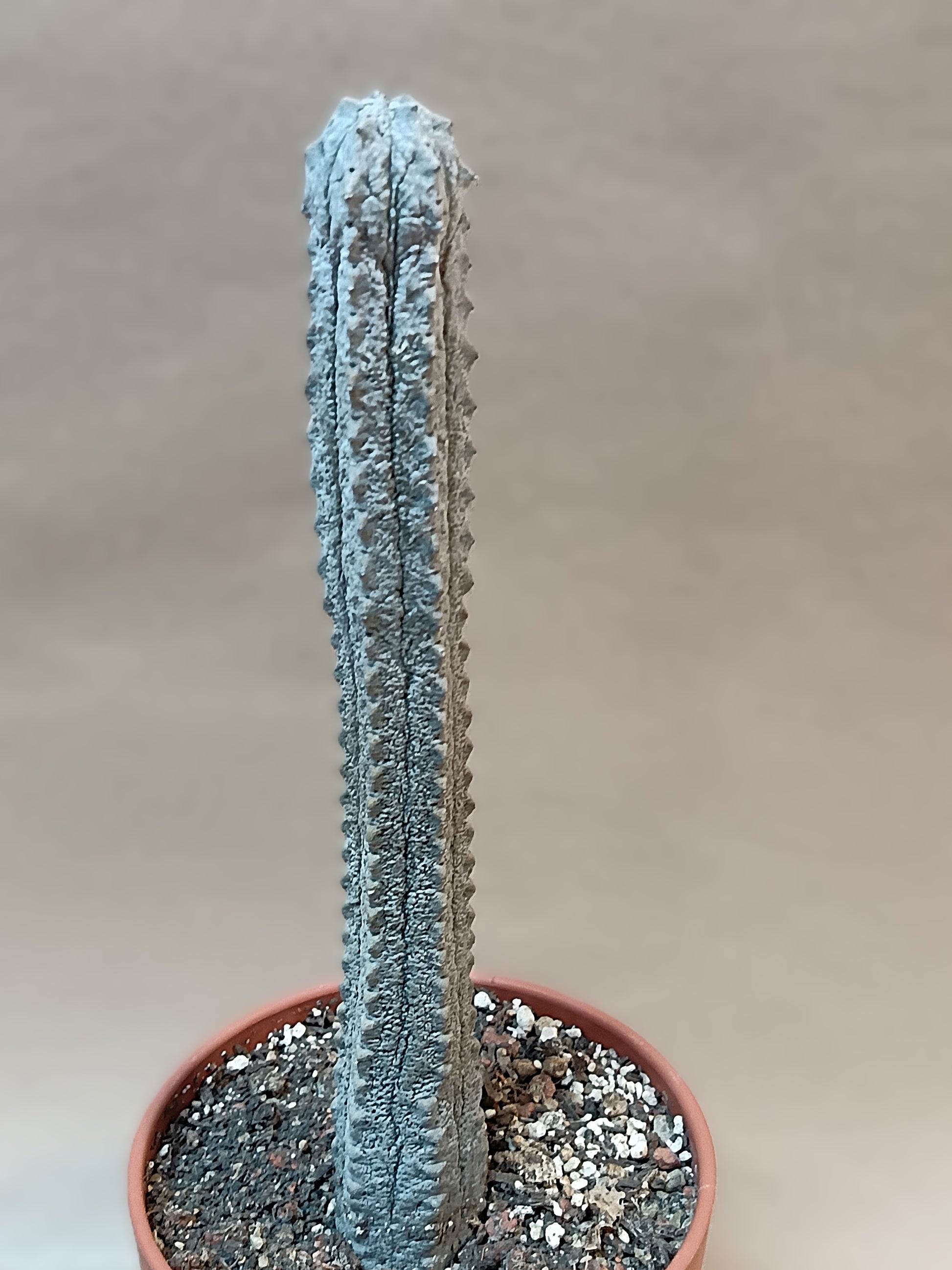 Euphorbia abdelkuri