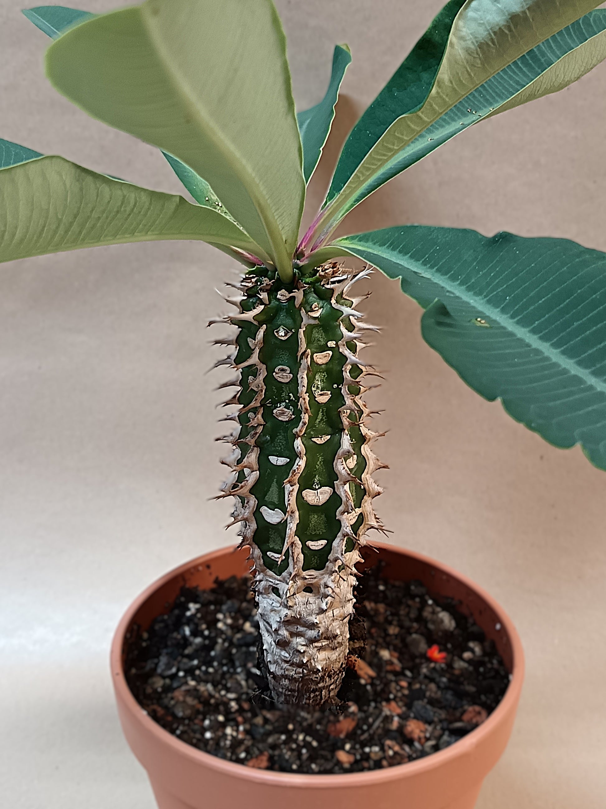 Euphorbia viguieri