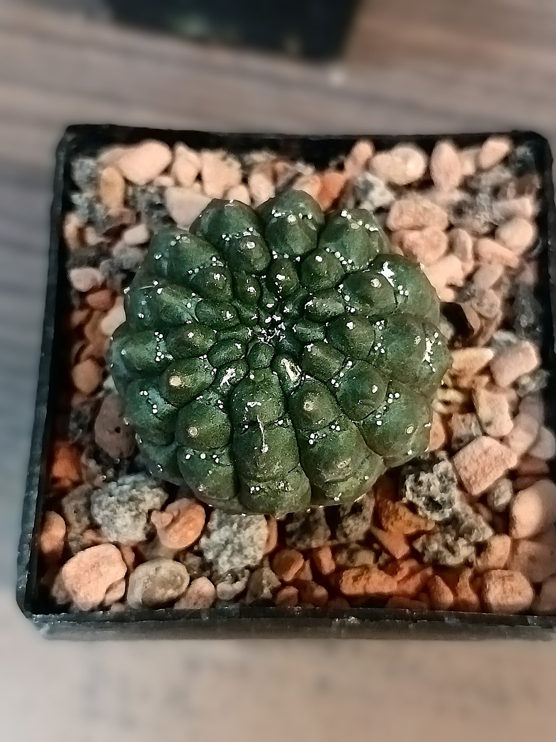 Euphorbia gymnocalcioides