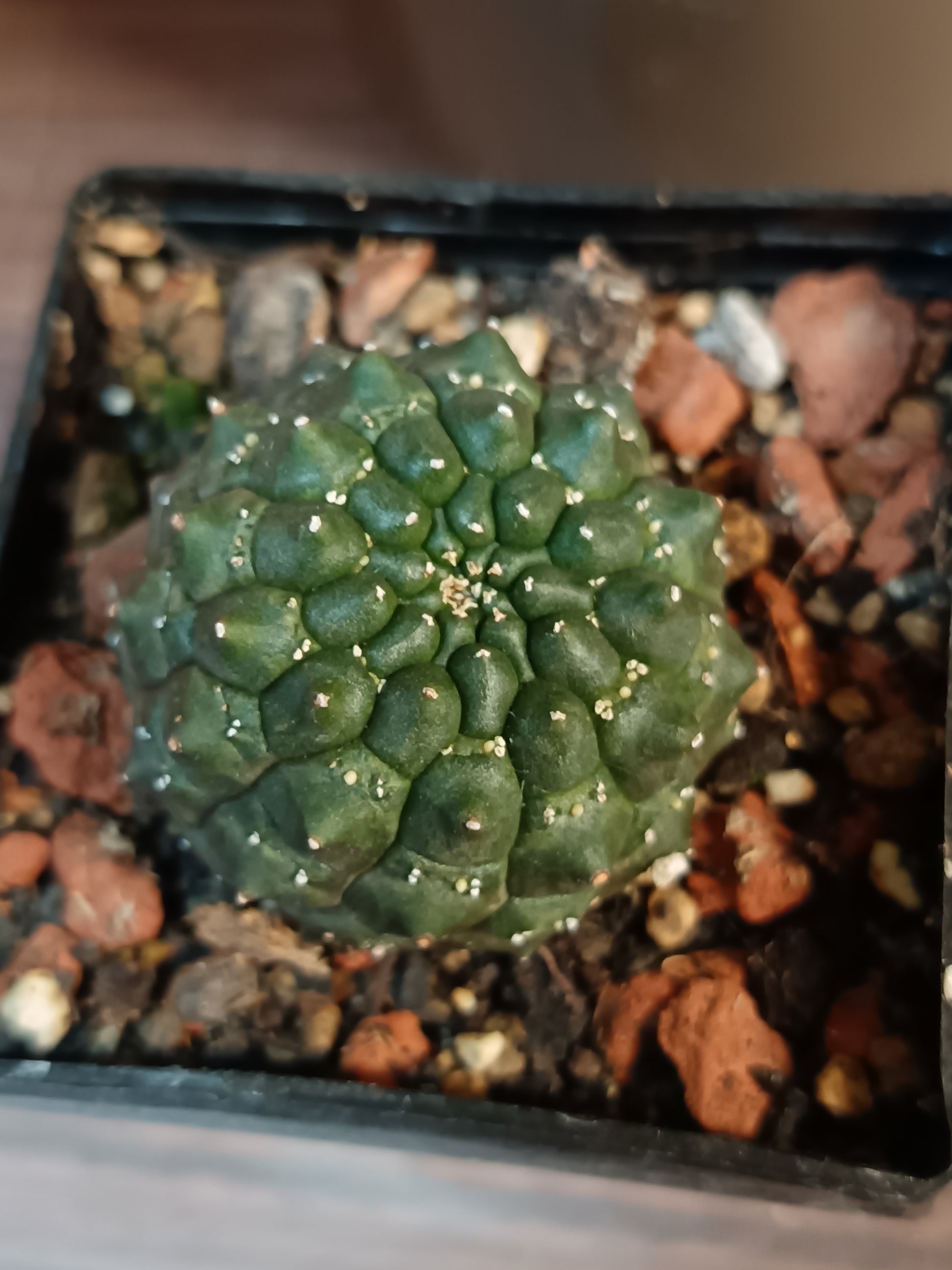 Euphorbia gymnocalcioides