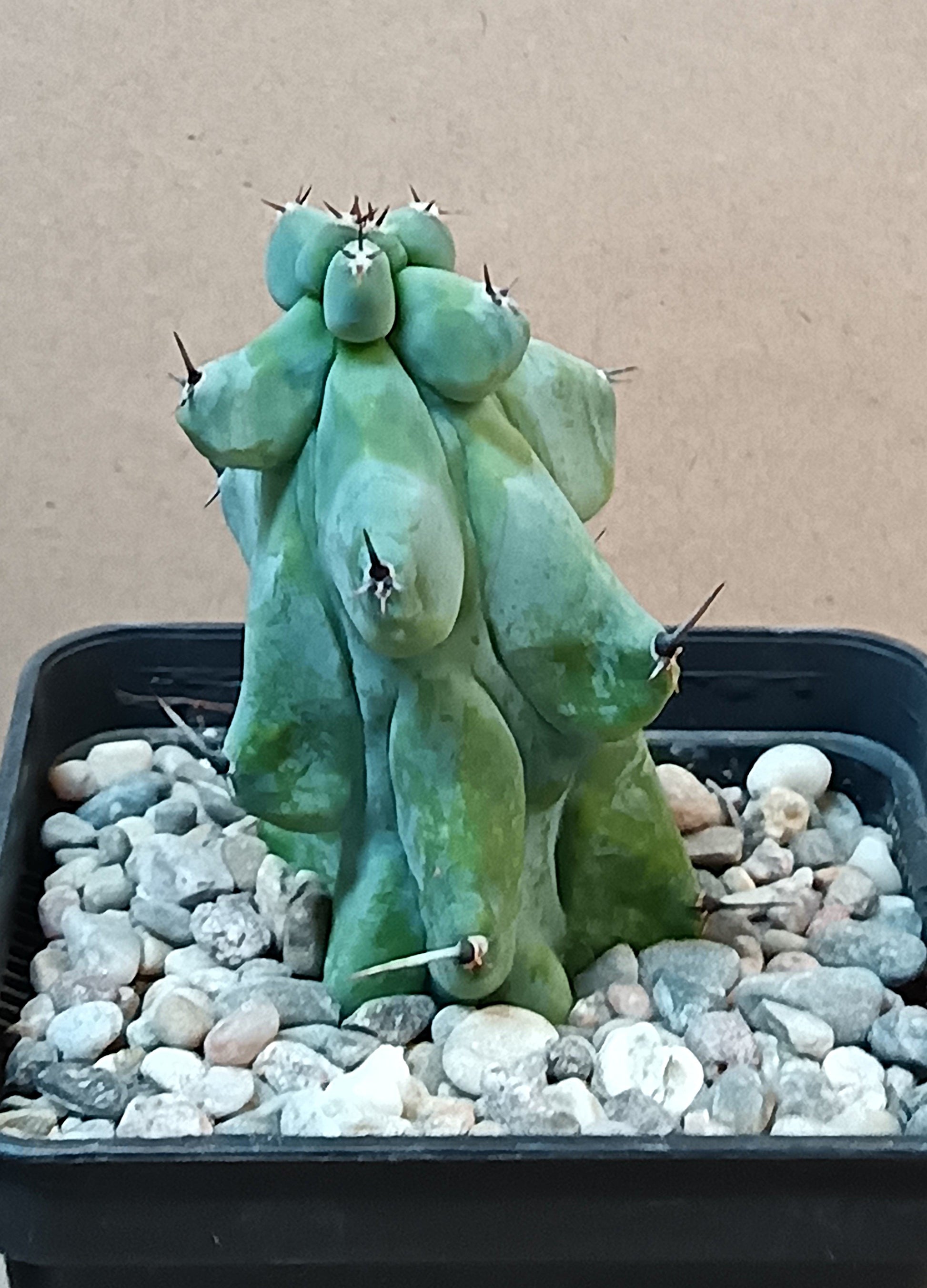 Myrtillocactus geometrizans cv. fukurokuryuzinboku