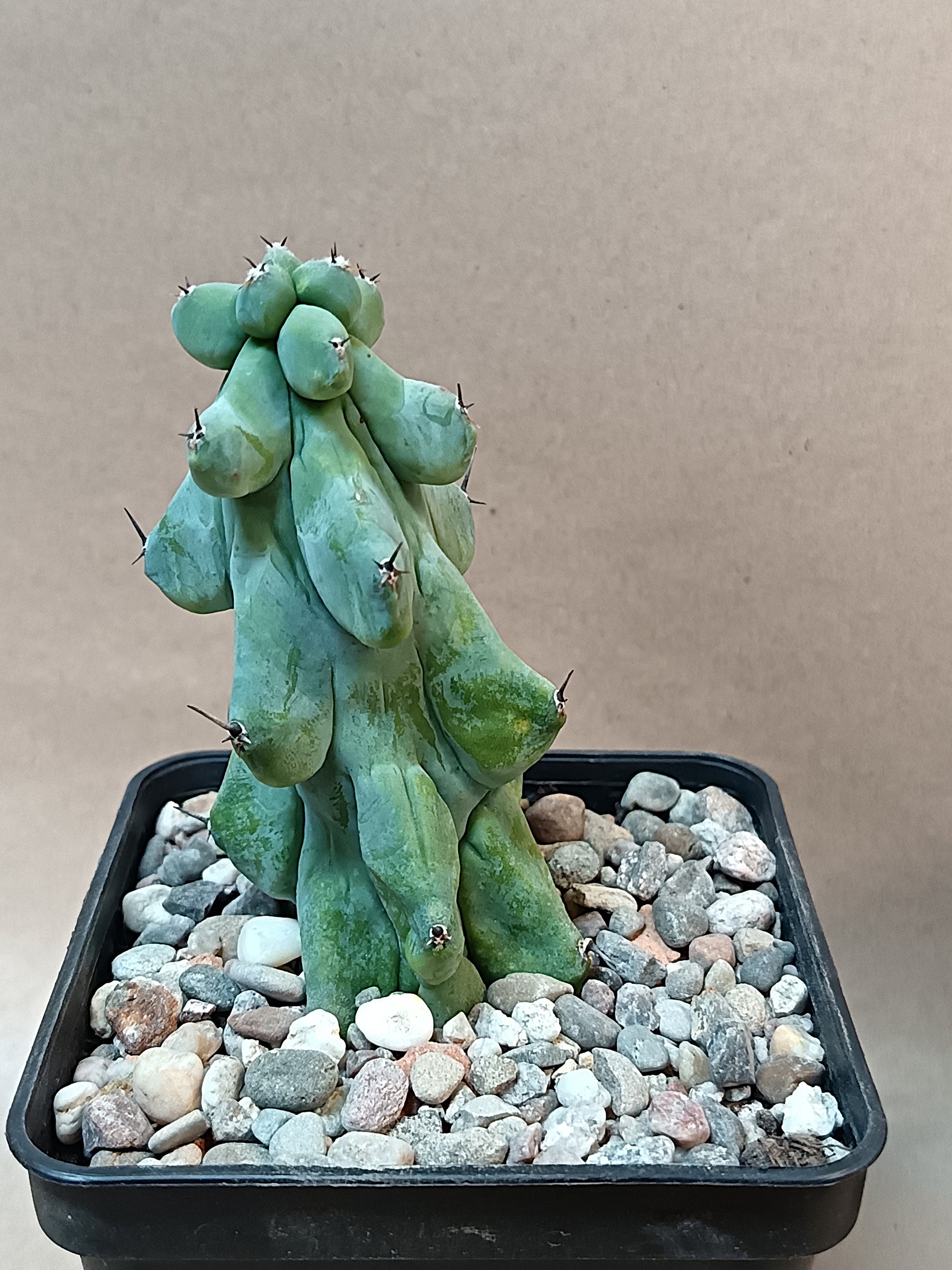 Myrtillocactus geometrizans cv. fukurokuryuzinboku