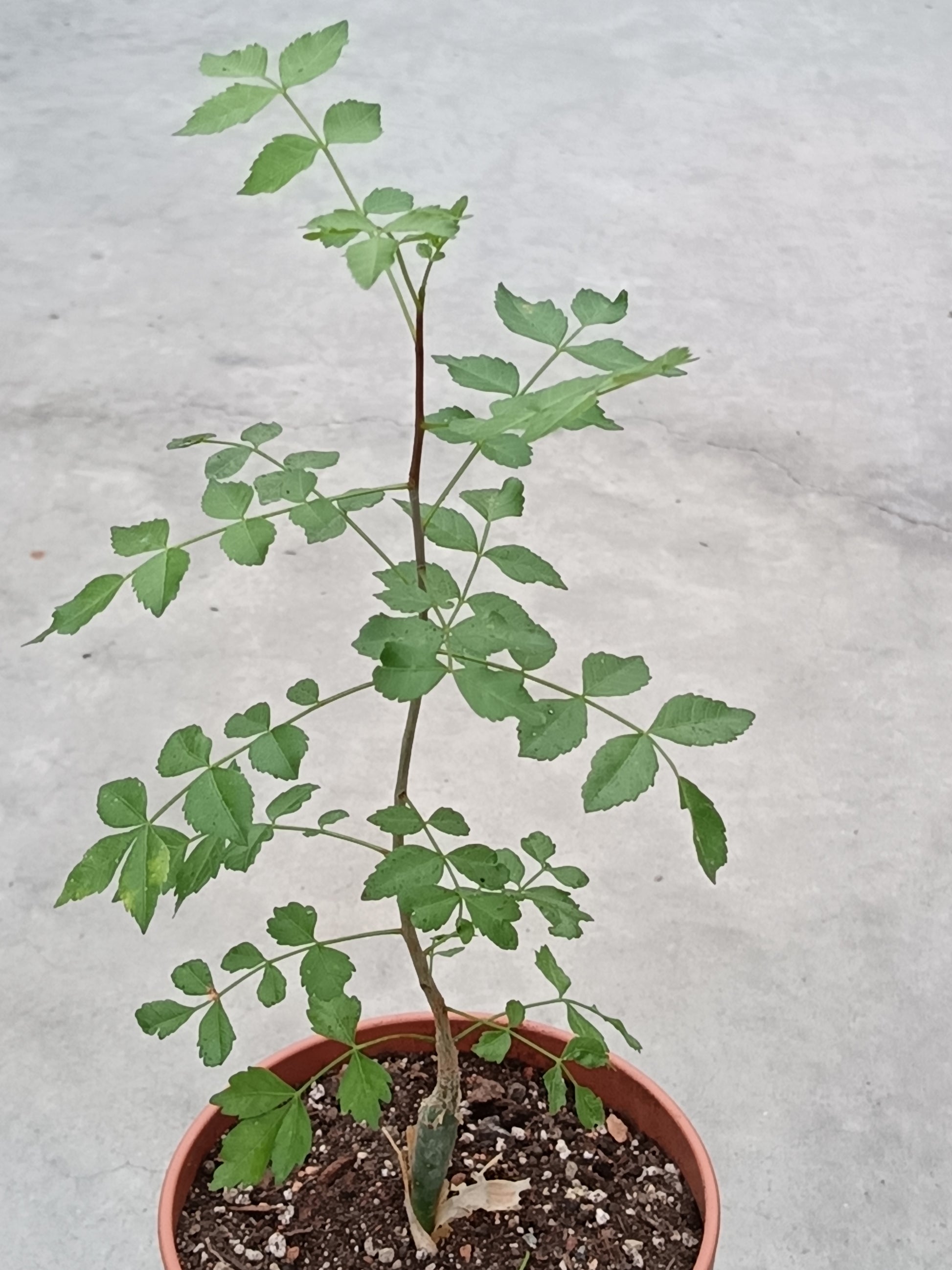 Bursera fagaroides