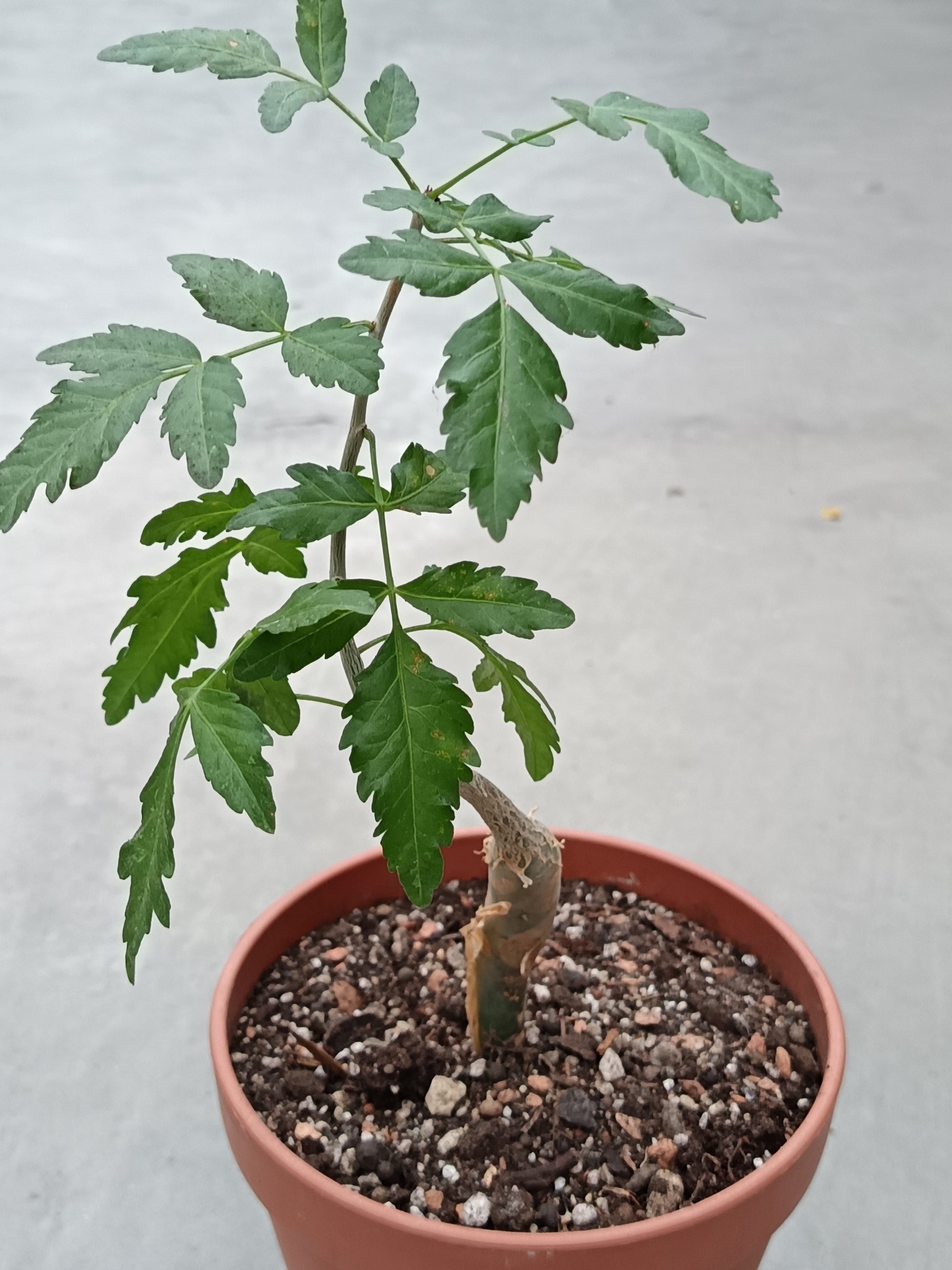 Bursera fagaroides