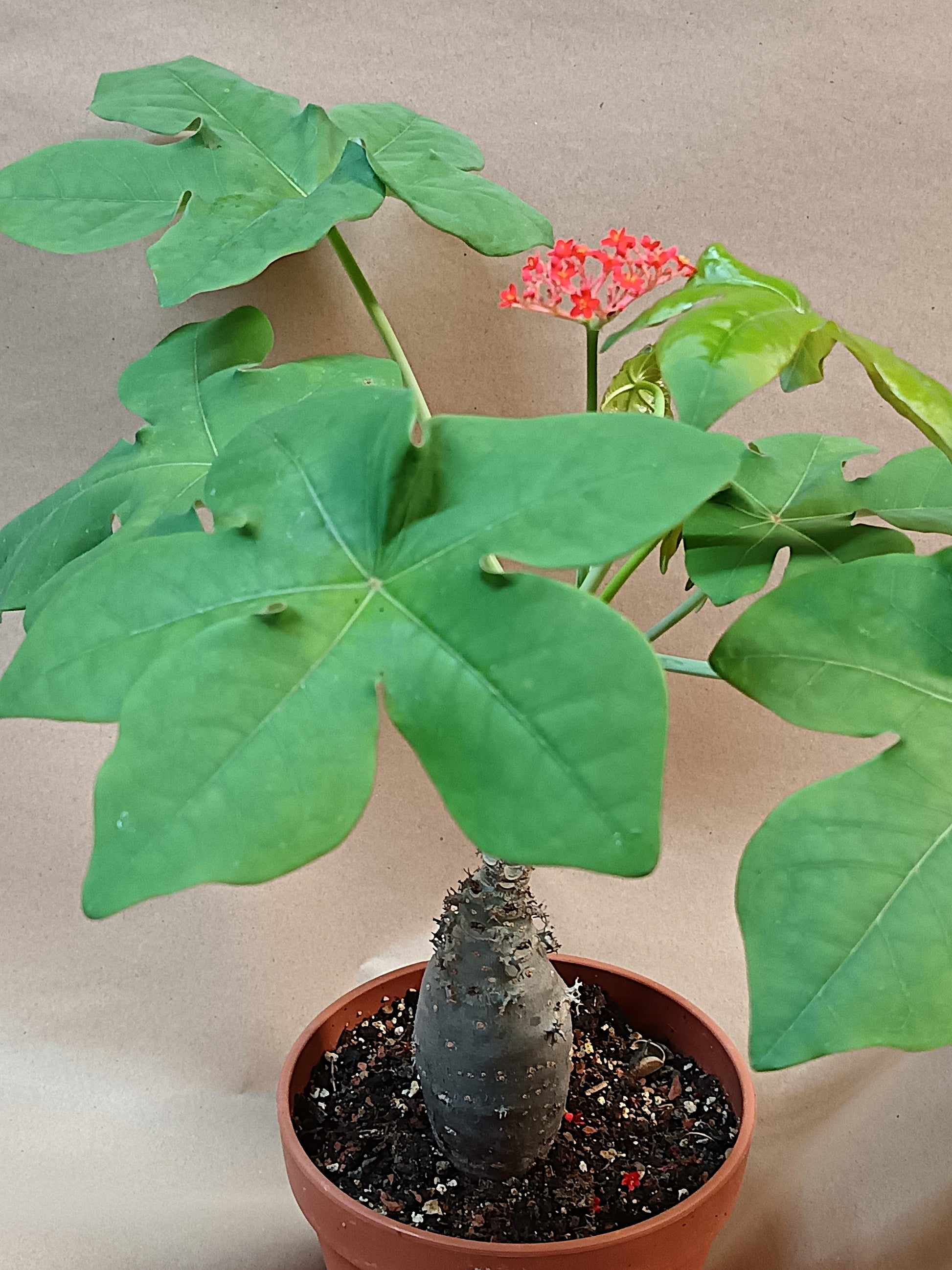 Jatropha podagrica