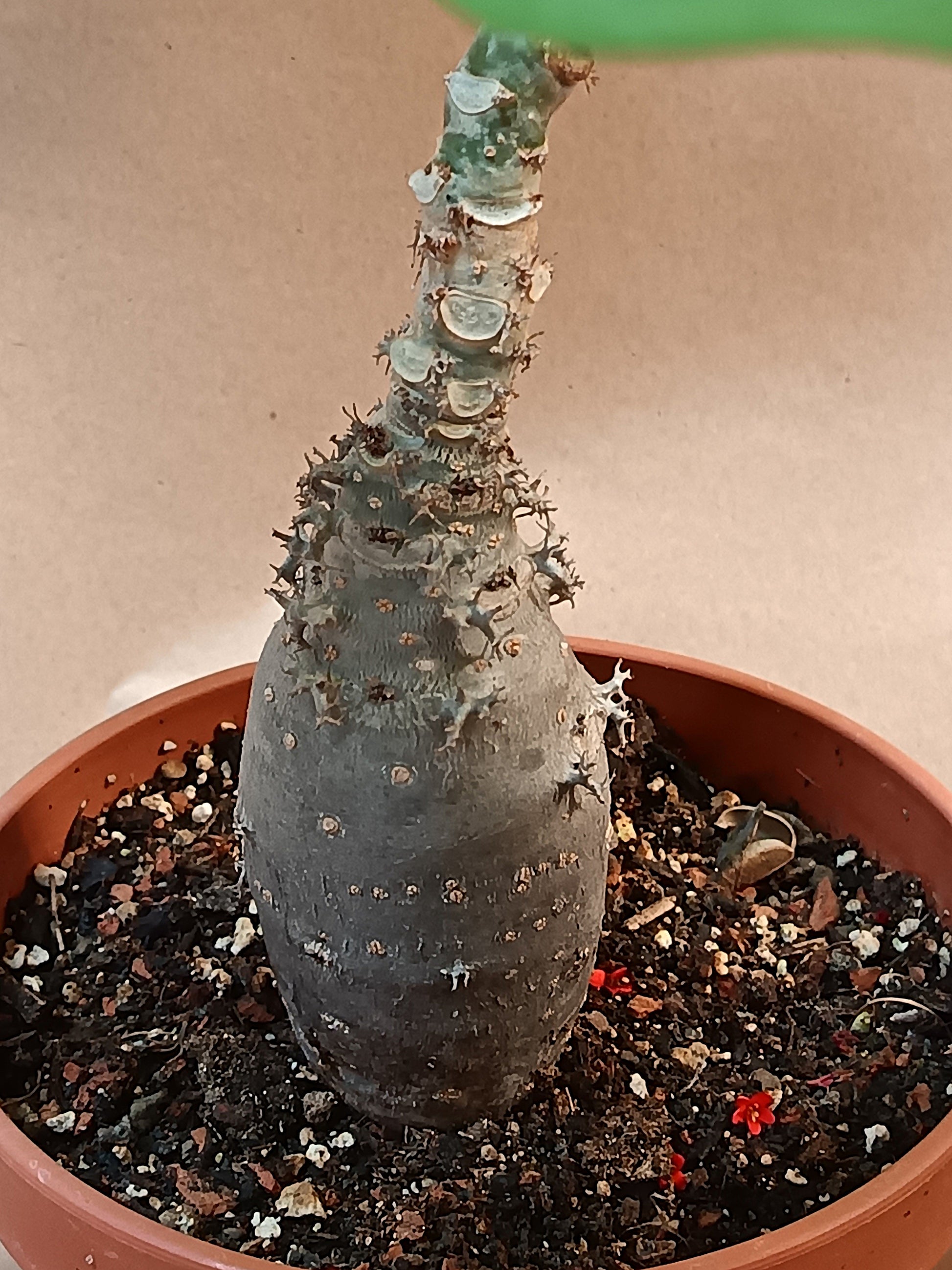 Jatropha podagrica