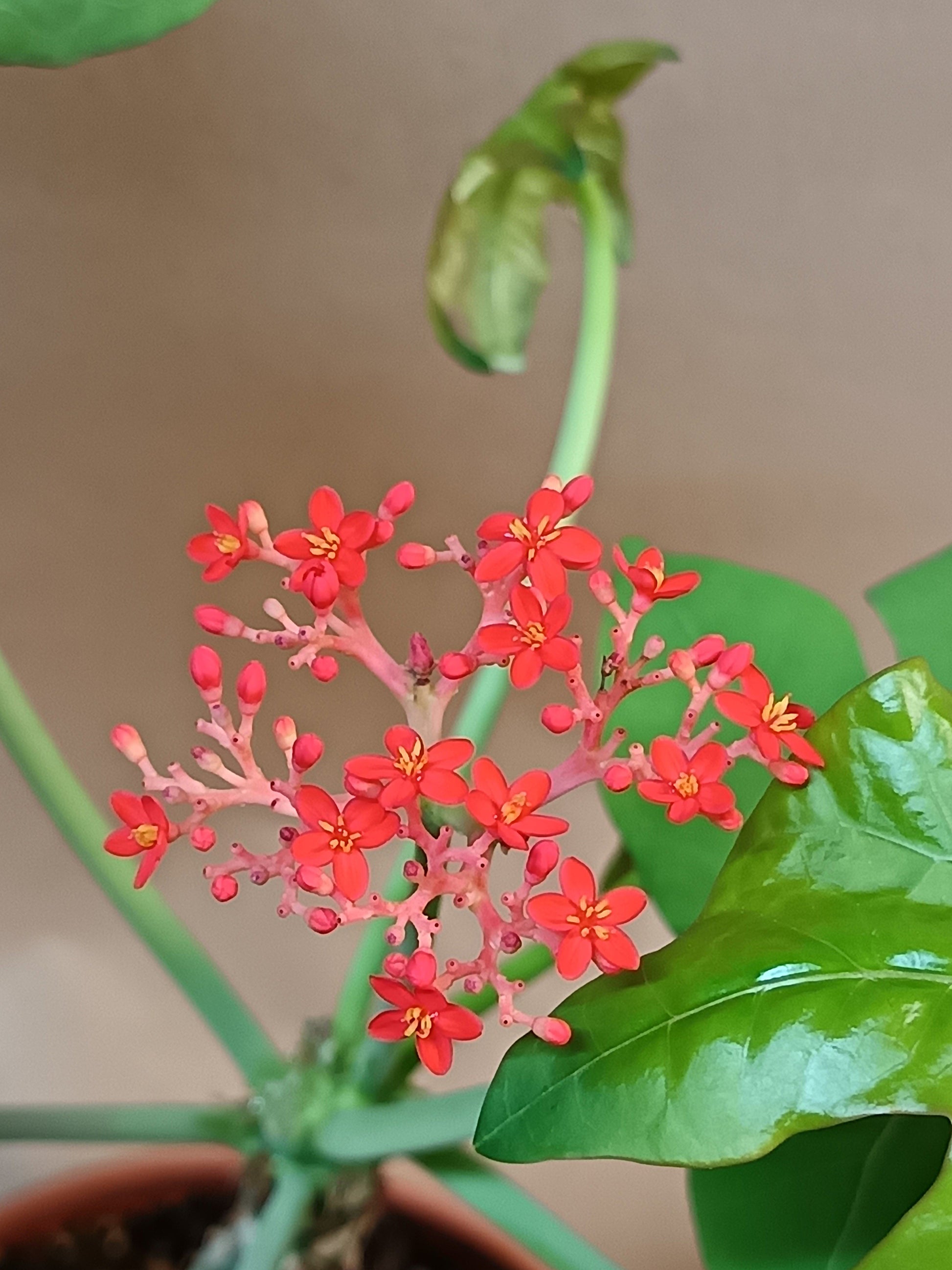 Jatropha podagrica