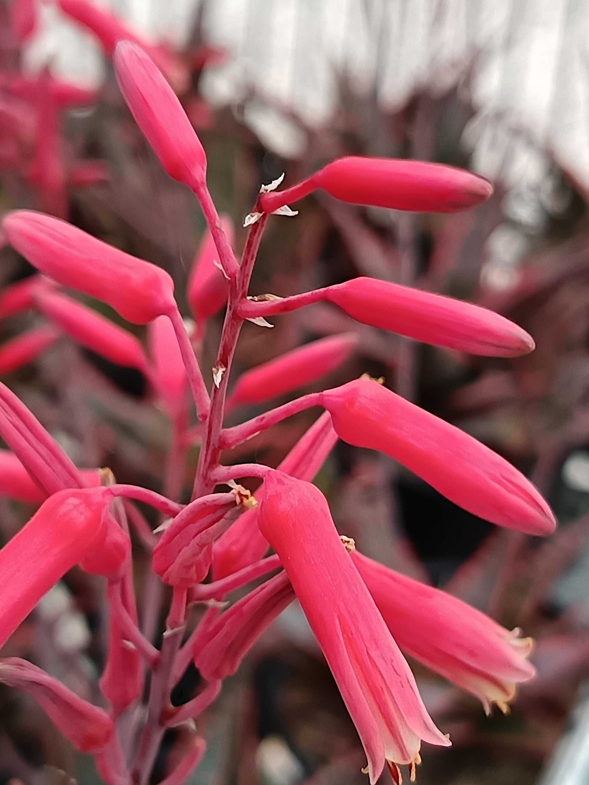 Aloe Hybride 'Christmas Carol'