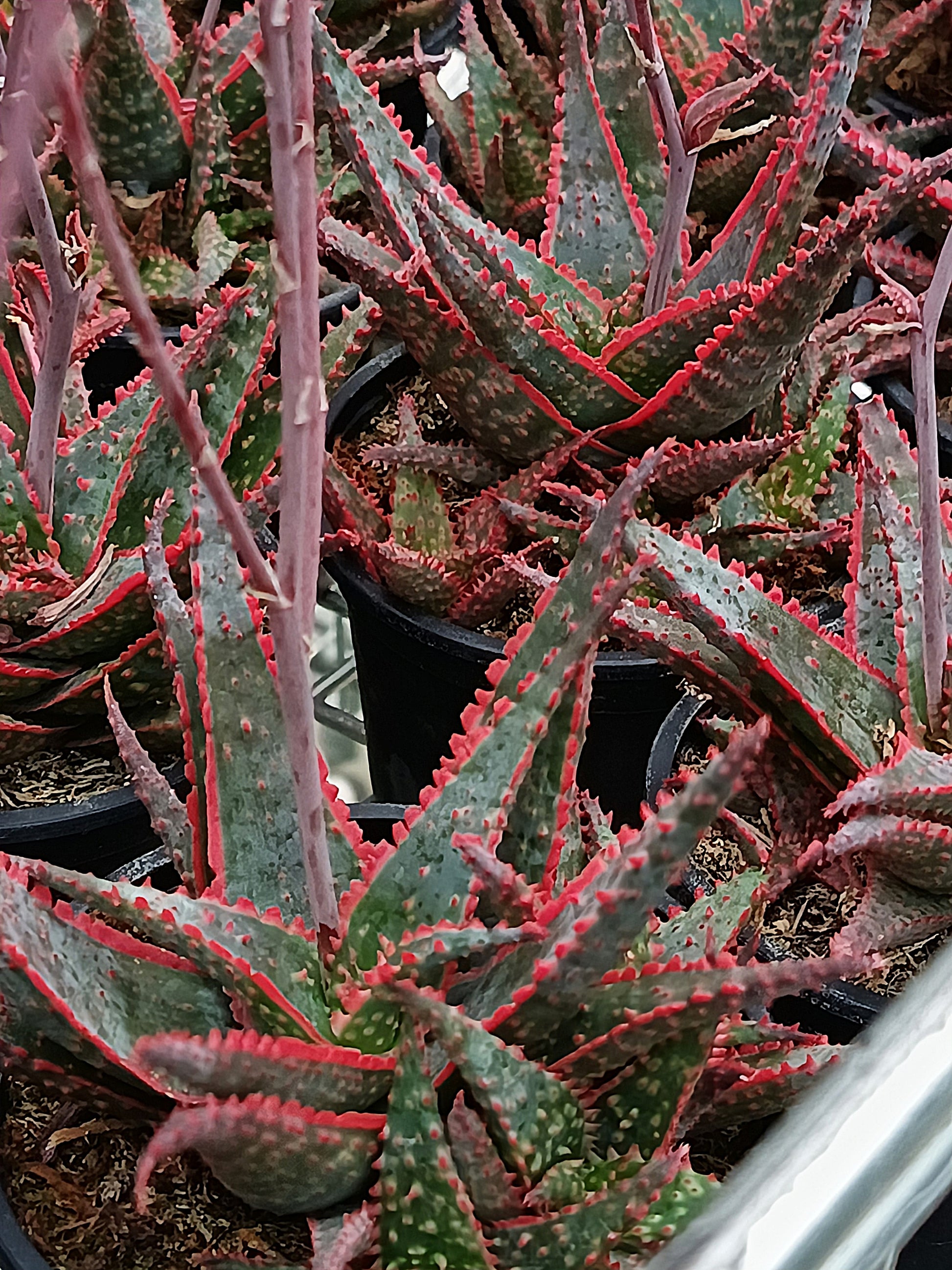Aloe Hybride 'Christmas Carol'
