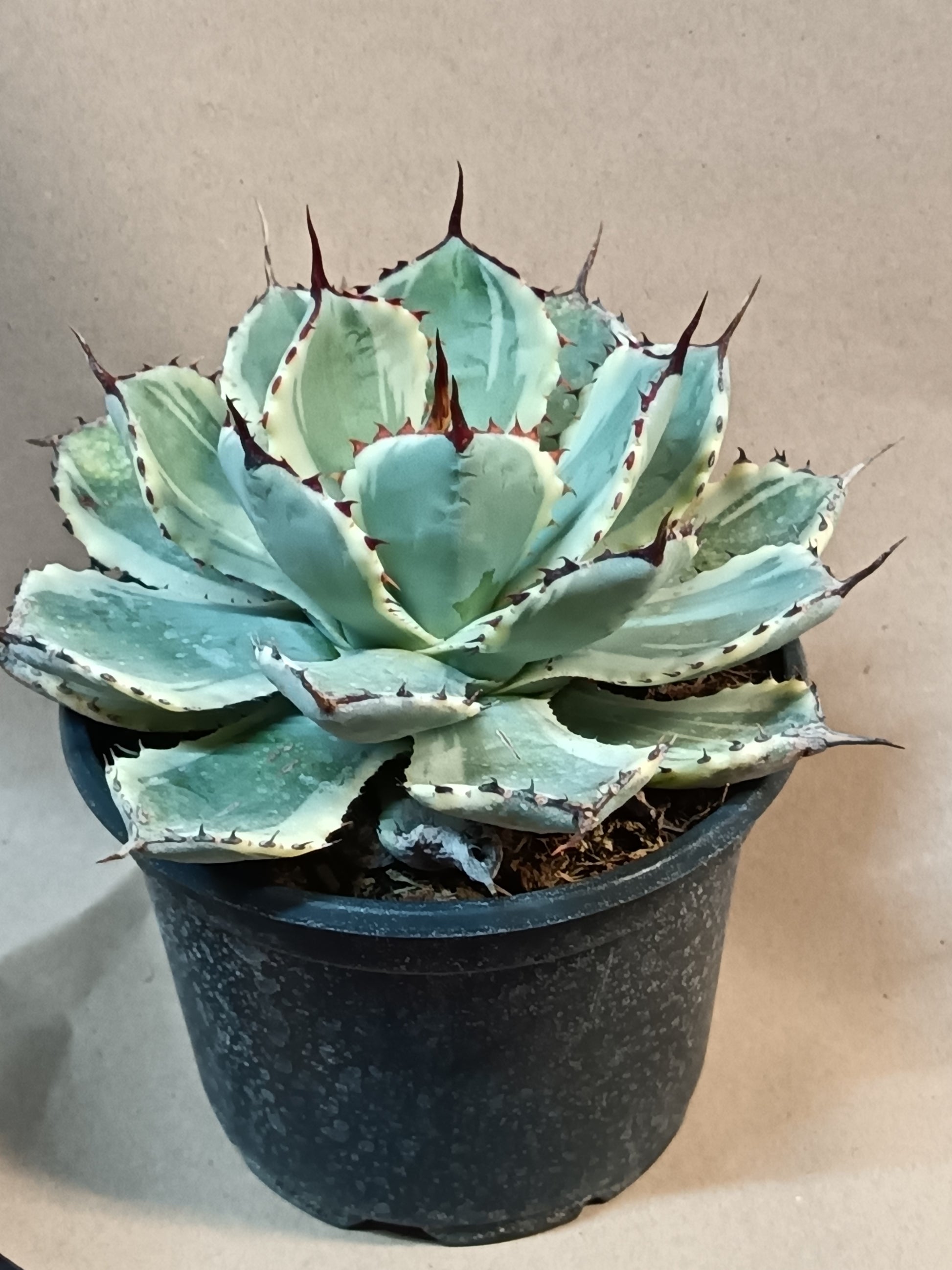 Agave potatorum cv. Kisshou-kan Variegated – Seltene, variegierte Agave