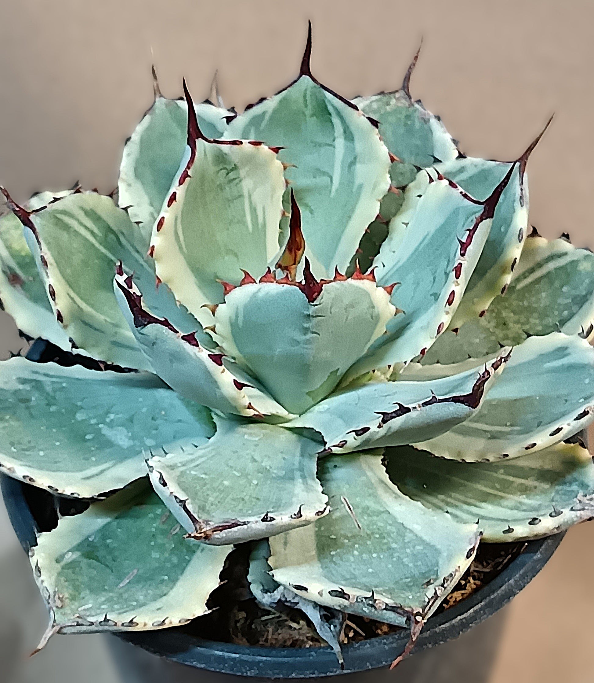 Agave potatorum cv. Kisshou-kan Variegated – Seltene, variegierte Agave