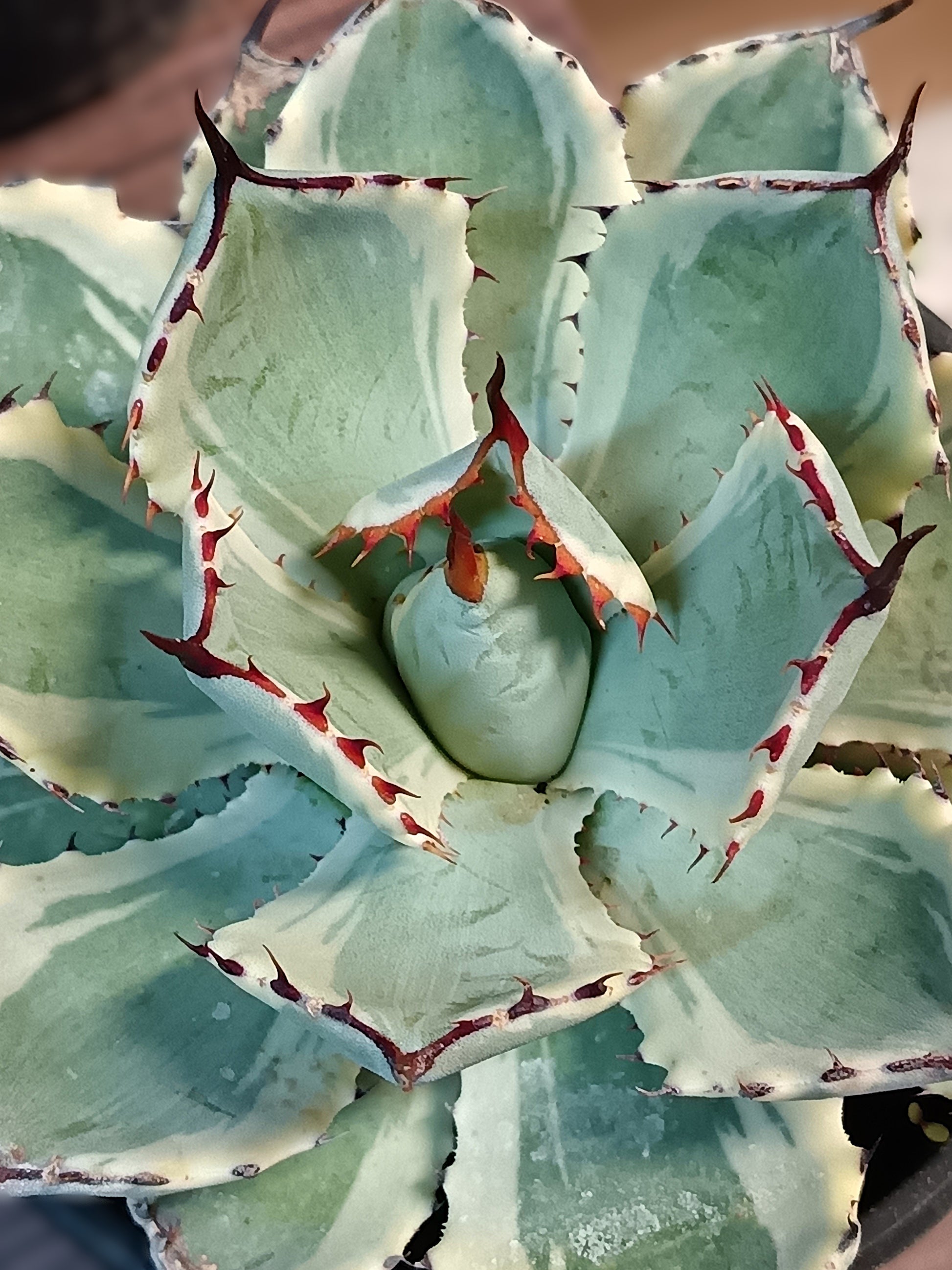 Agave potatorum cv. Kisshou-kan Variegated – Seltene, variegierte Agave