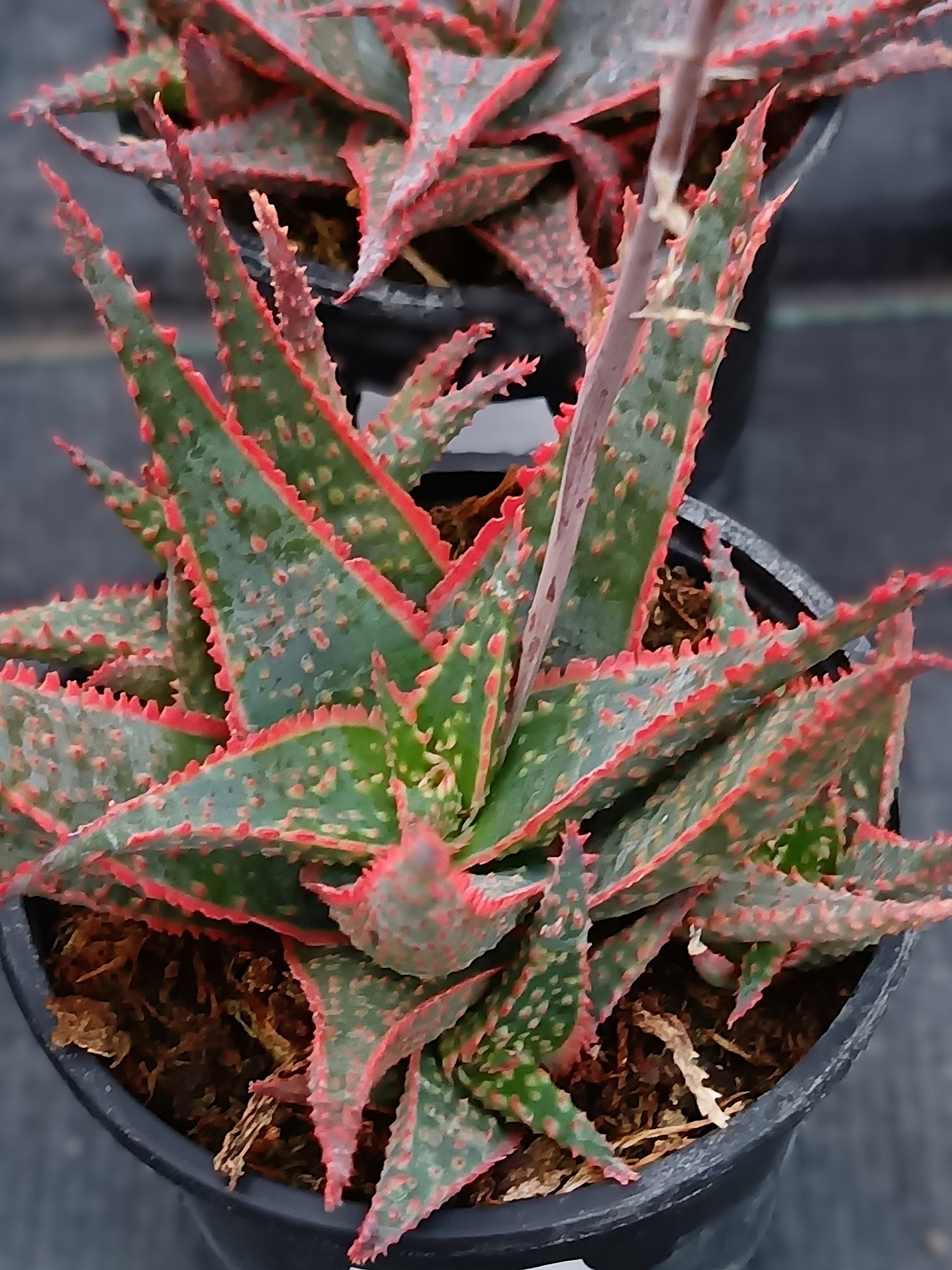 Aloe Hybride 'Christmas Carol'