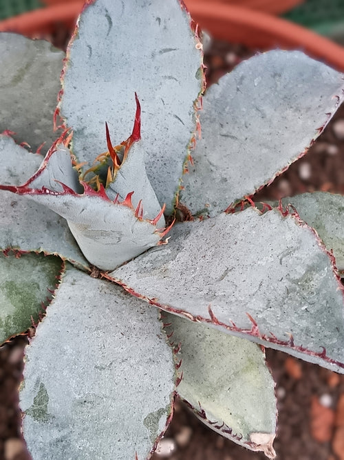Agave guadalajarana – seltene Sukkulente aus Mexiko | ca. 9 cm | im Topf