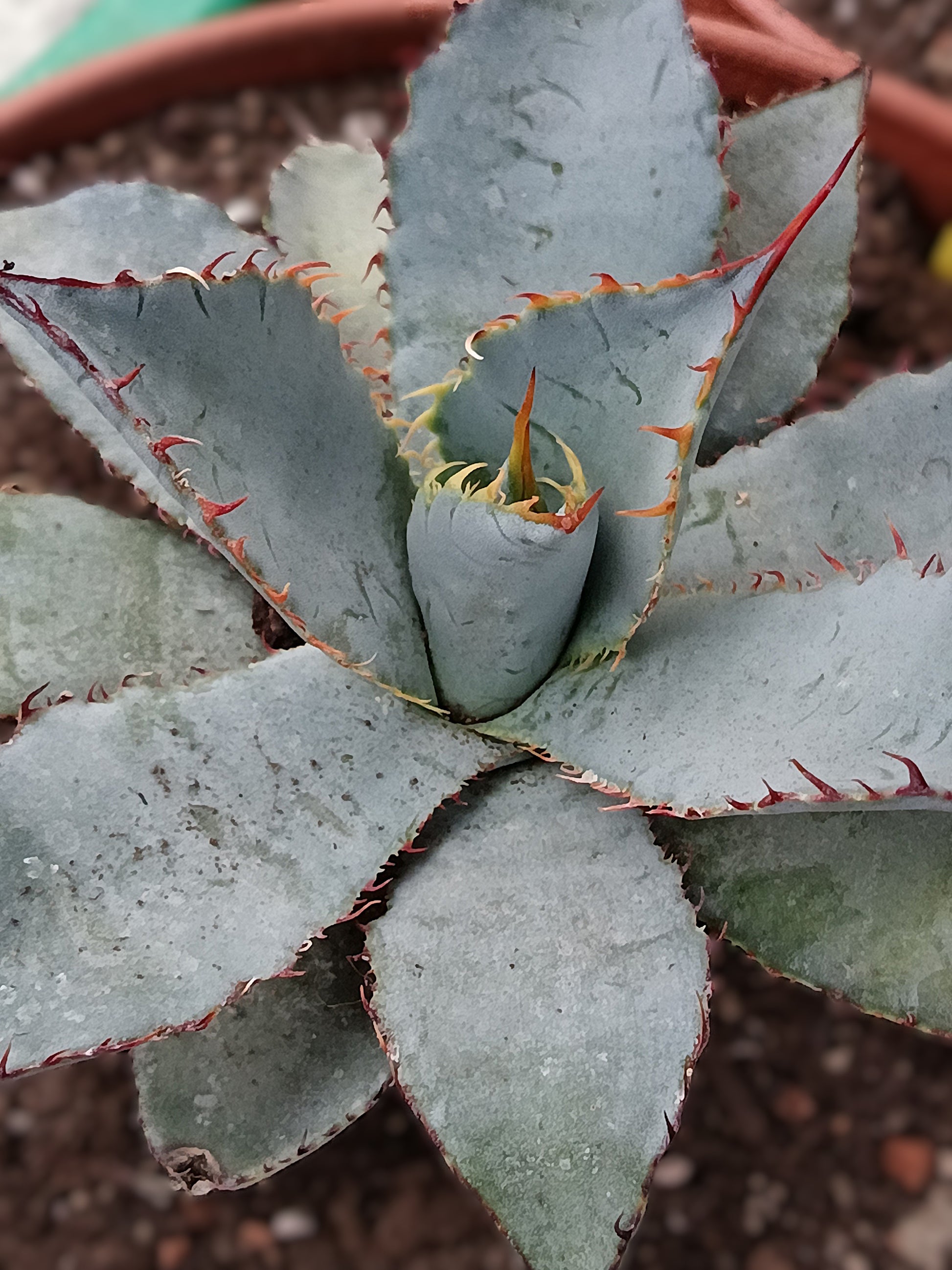 Agave guadalajarana – seltene Sukkulente aus Mexiko | ca. 9 cm | im Topf