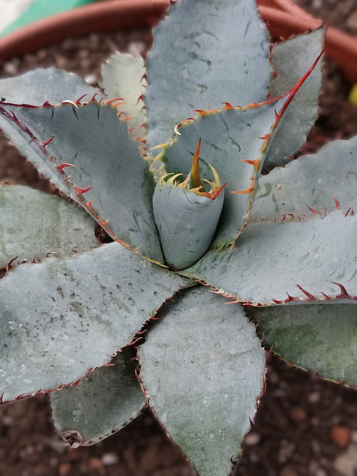 Agave guadalajarana – seltene Sukkulente aus Mexiko | ca. 9 cm | im Topf