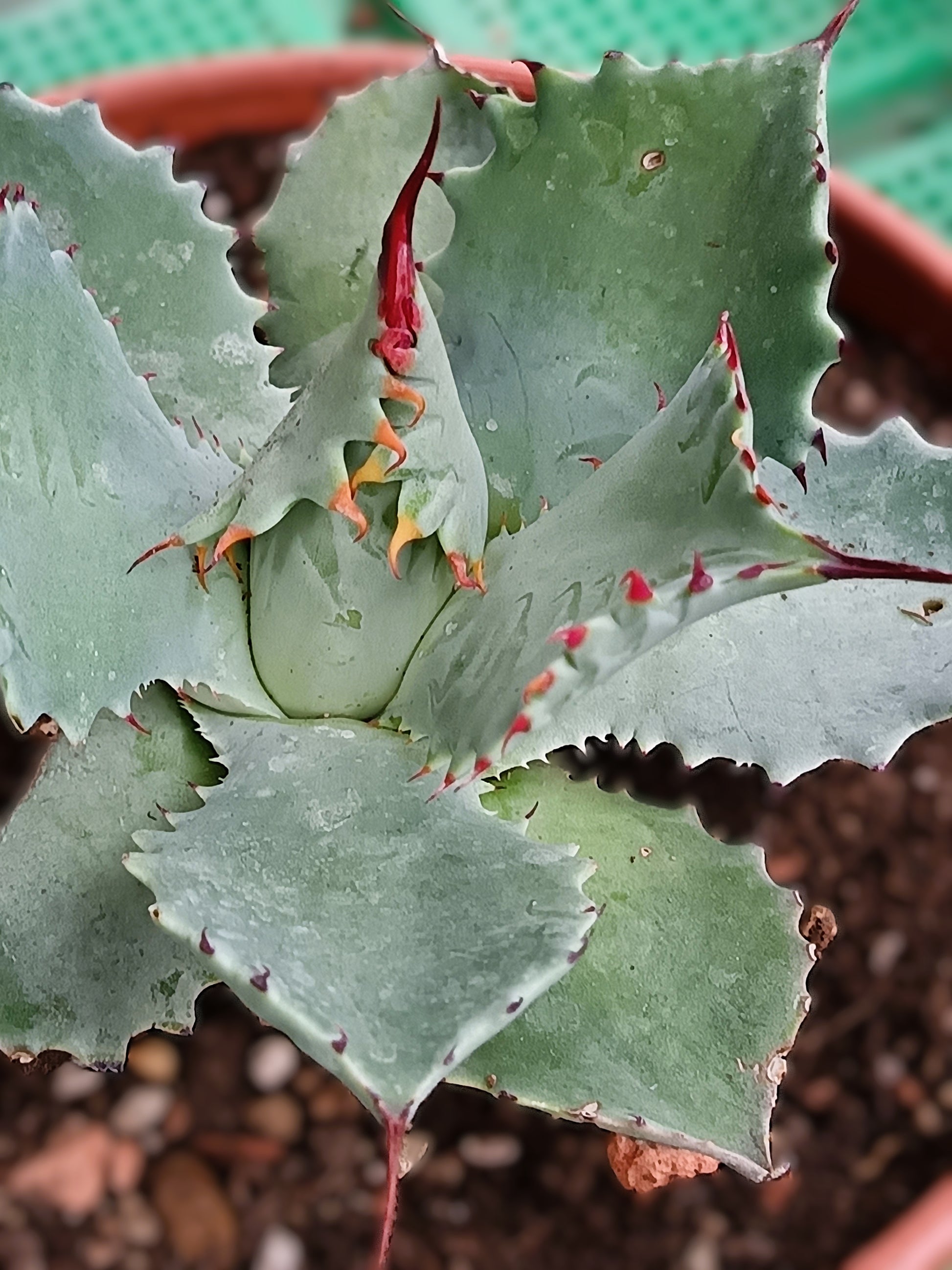 Agave potatorum cv. Spawn