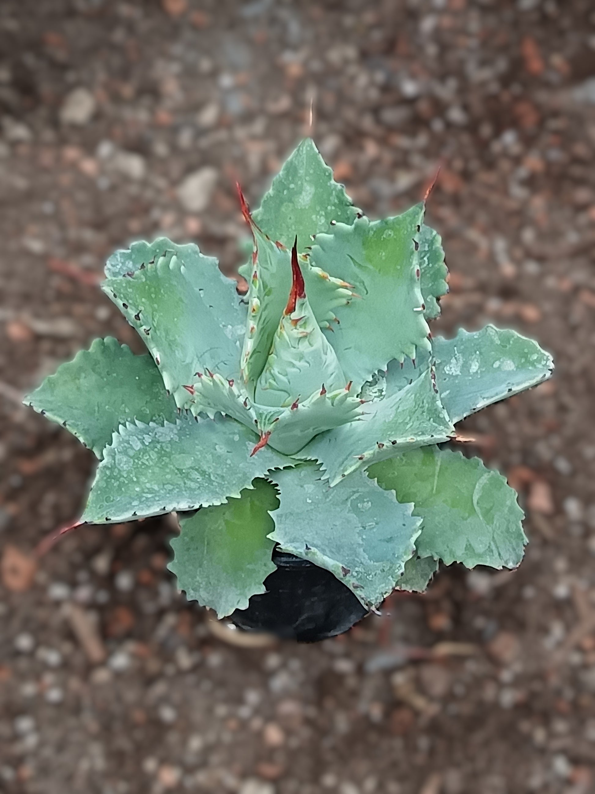Agave potatorum cv. Spawn