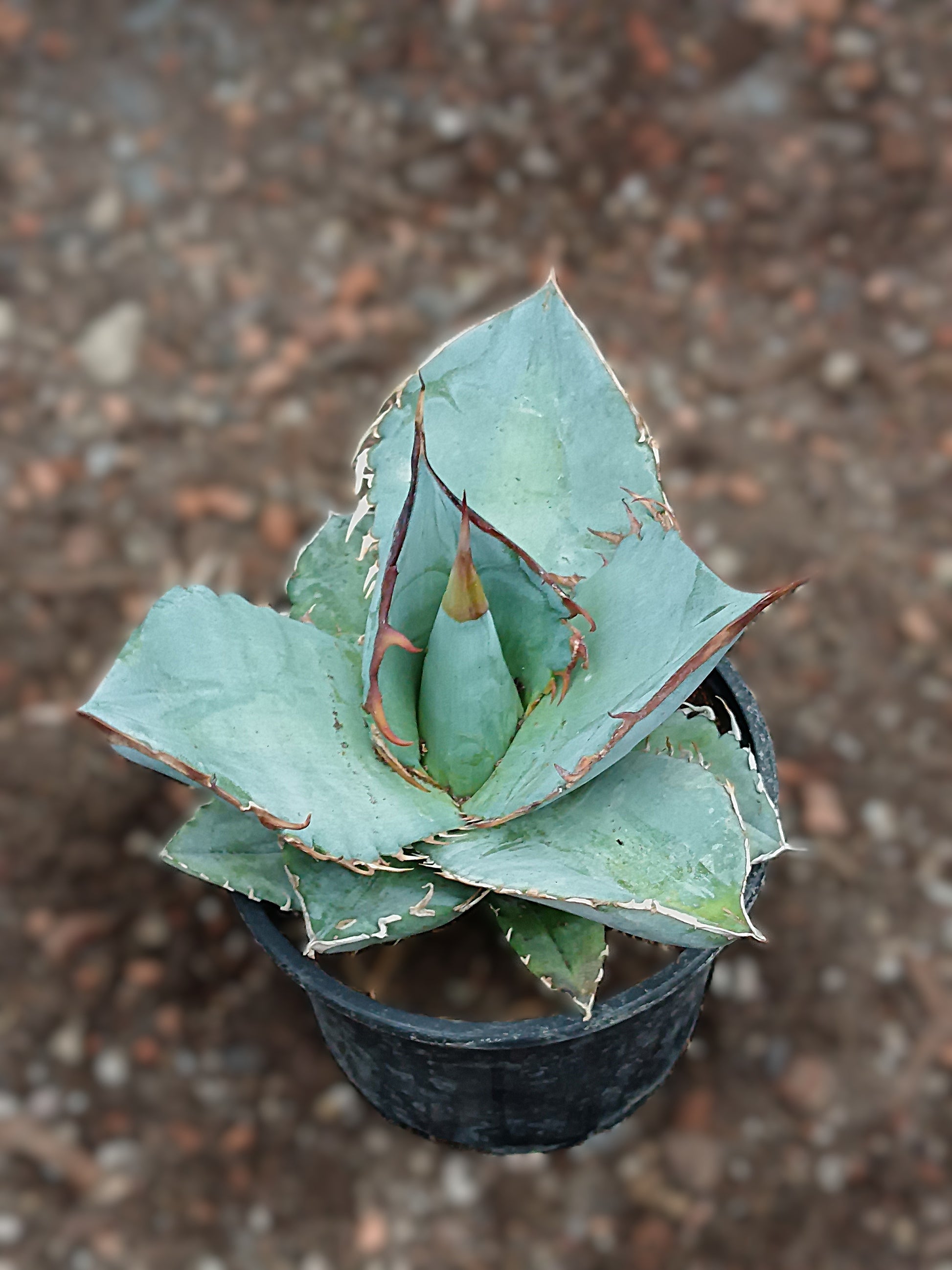 Agave titanota cv. 'Black and Blue'