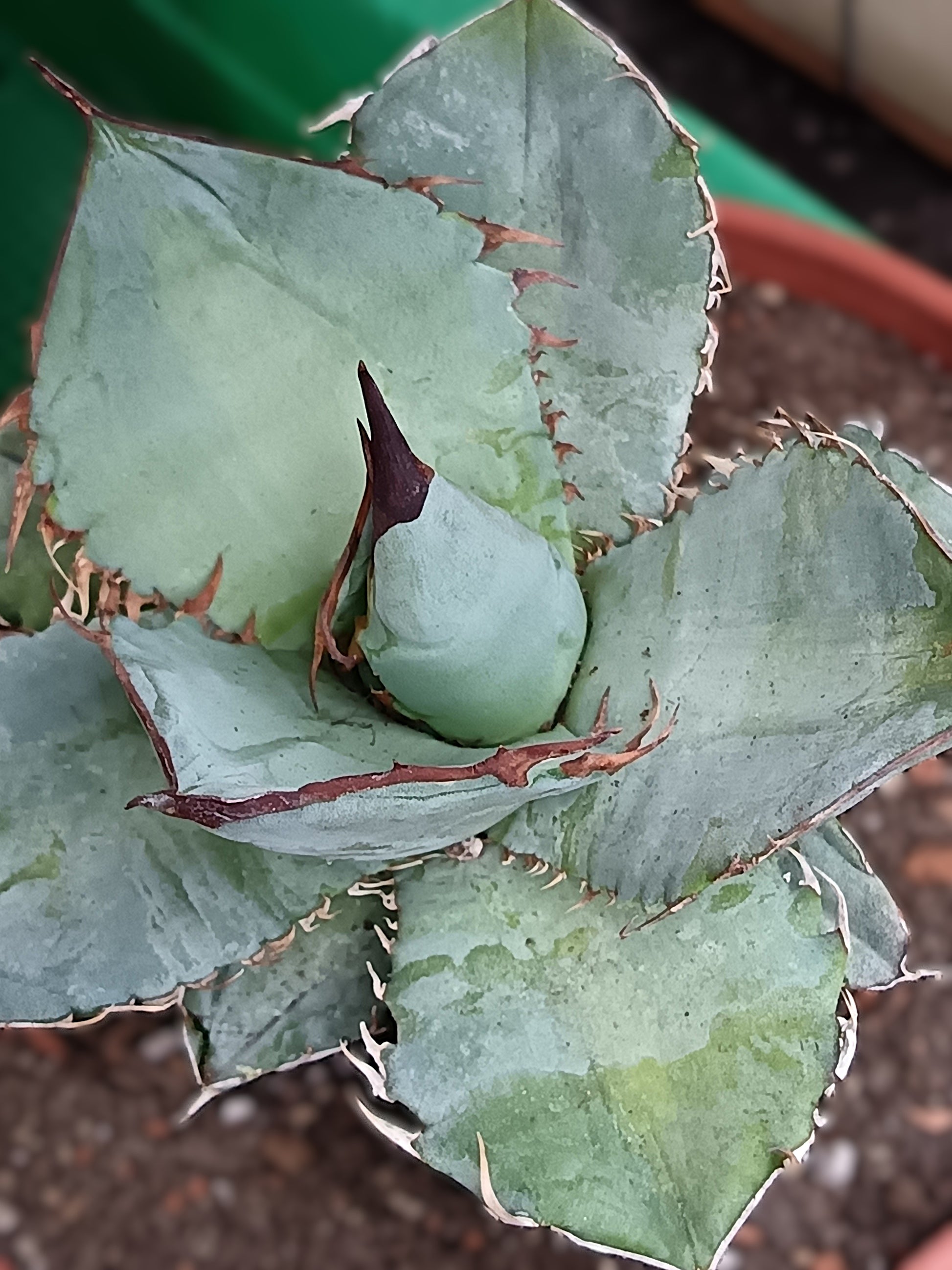 Agave titanota cv. 'Black and Blue'