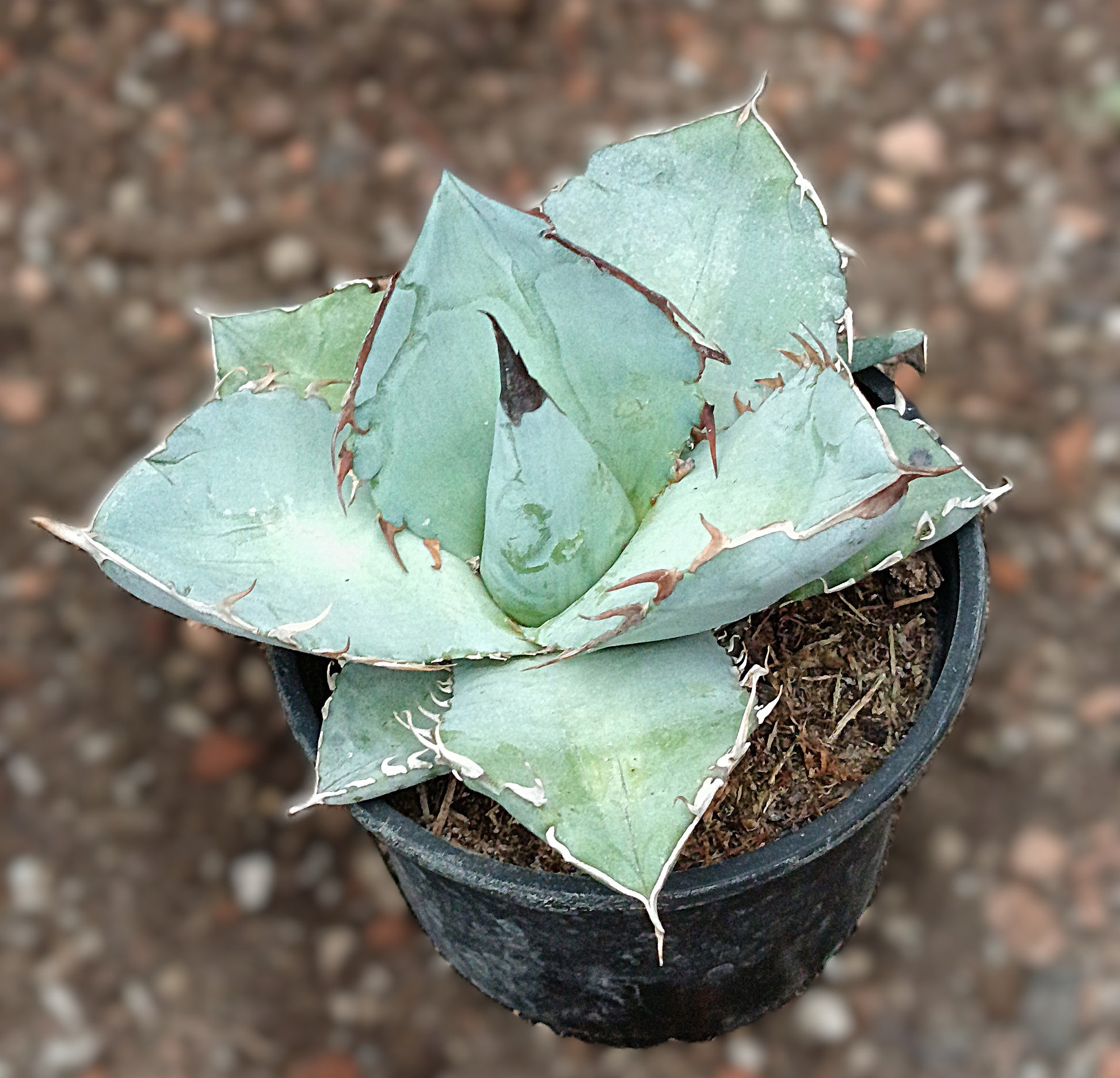 Agave titanota cv. 'Black and Blue'