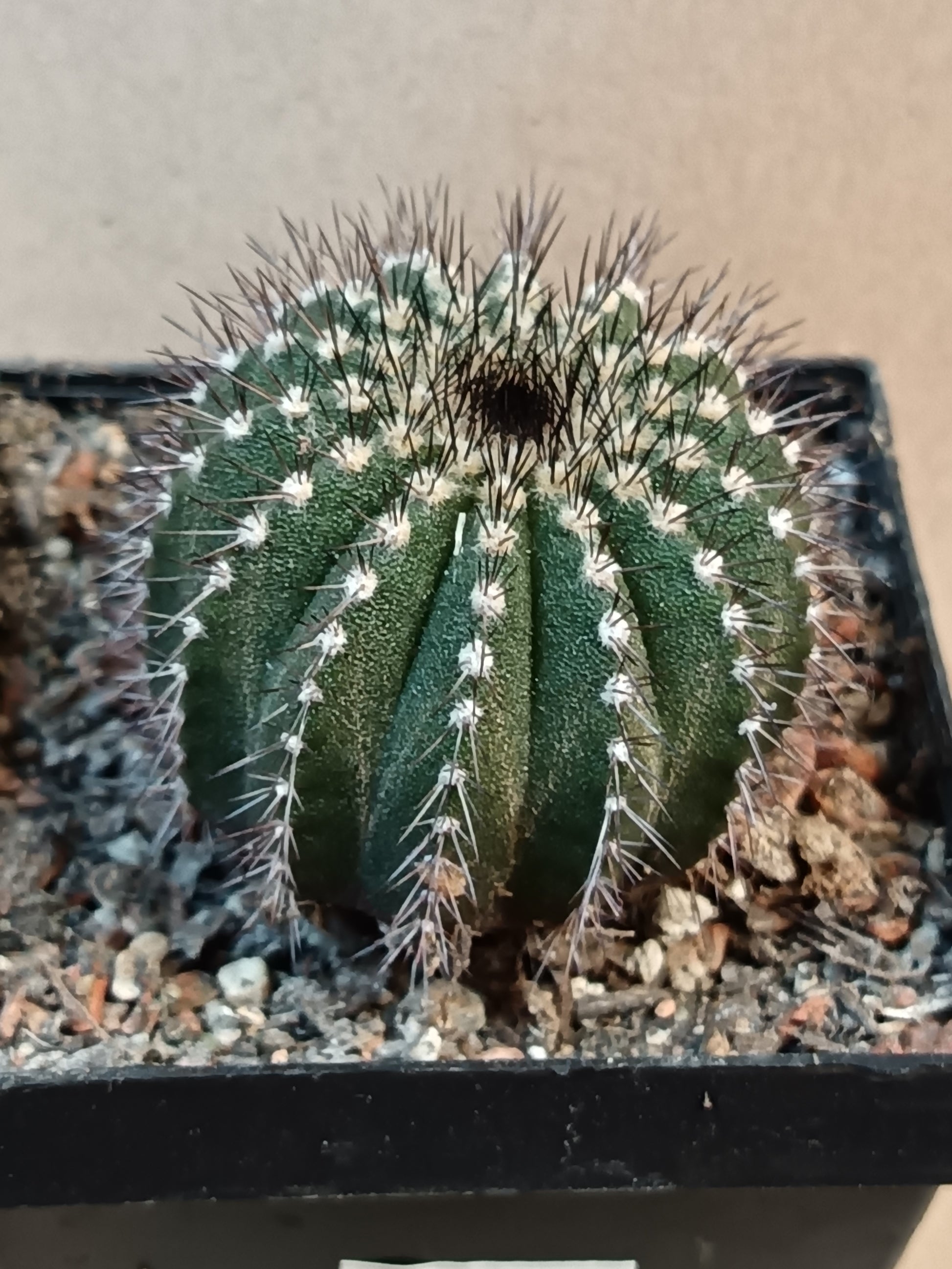 Uebelmannia pectinifera