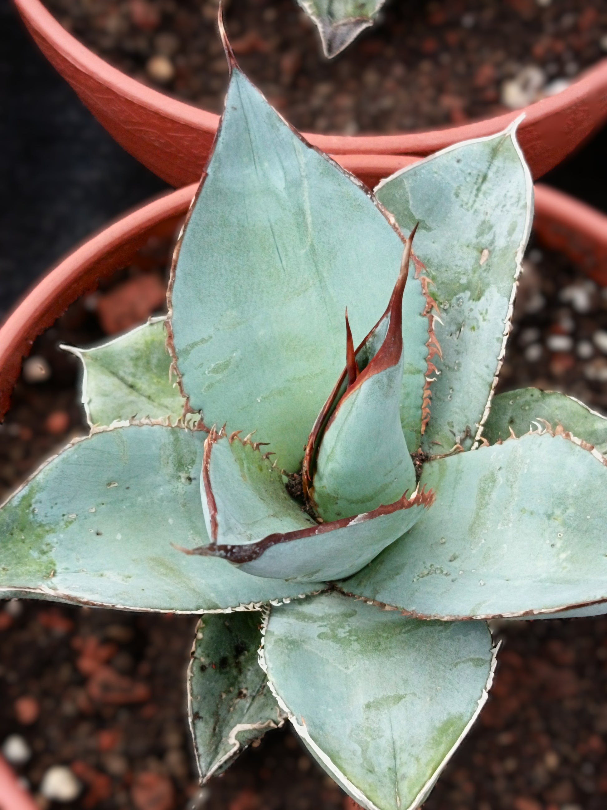 Agave titanota cv. white ember