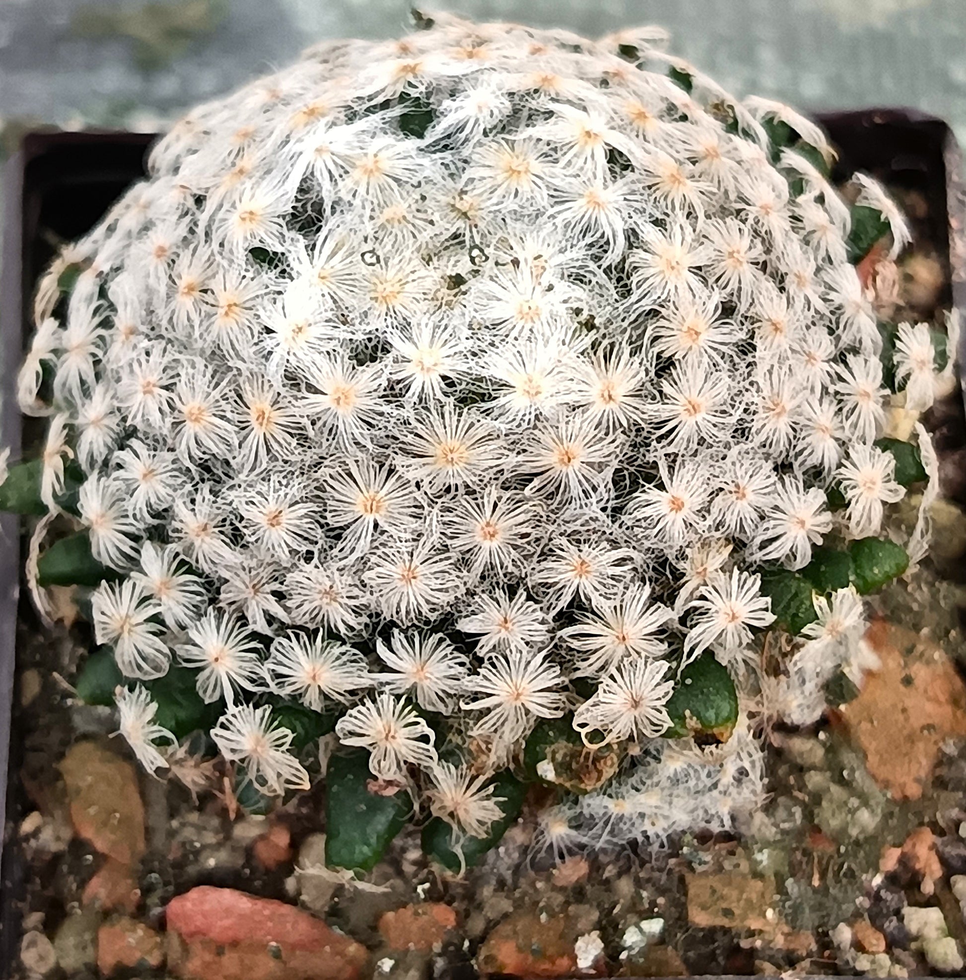 Mammillaria schiedeana var. plumosa