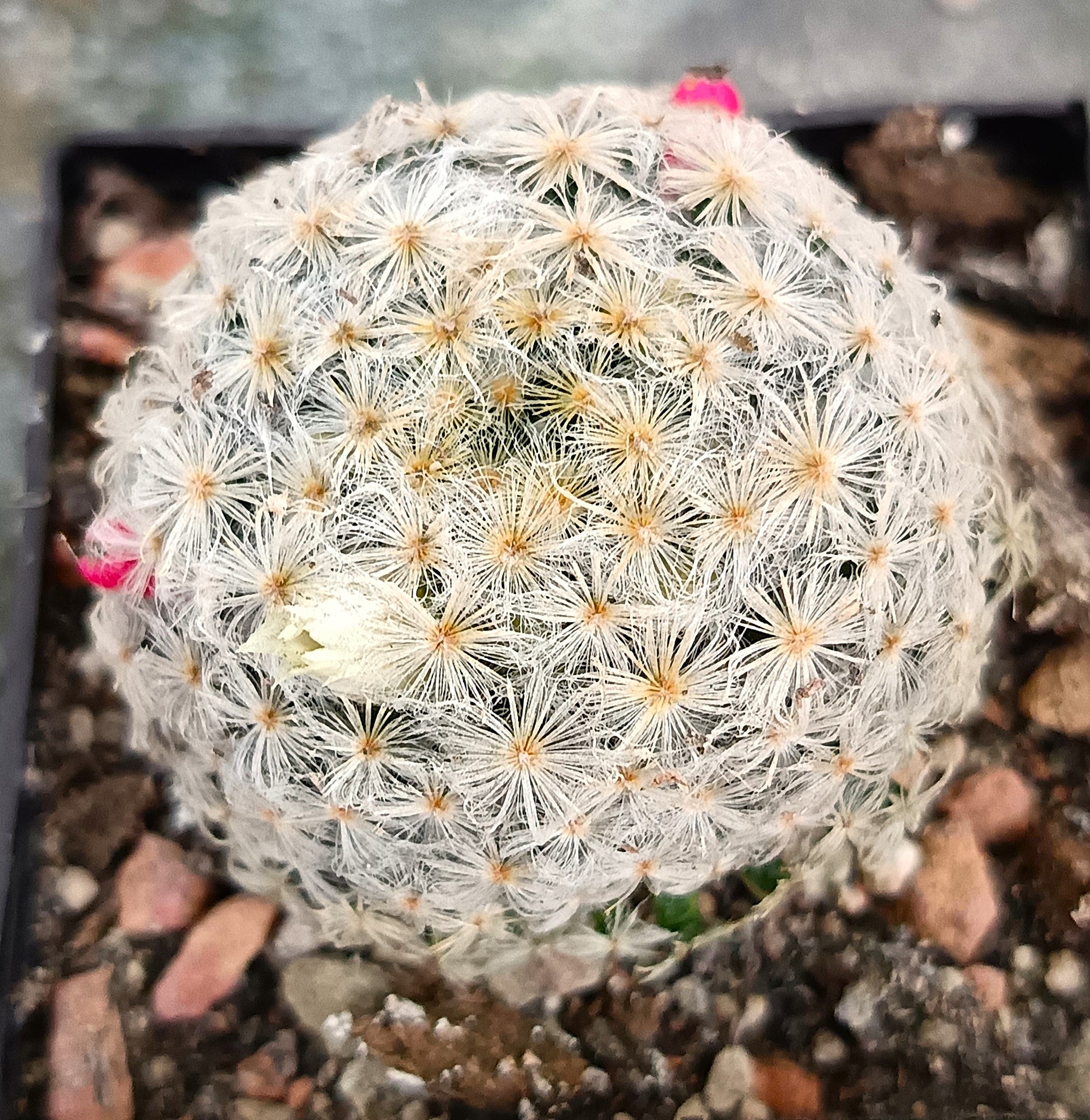Mammillaria schiedeana var. plumosa