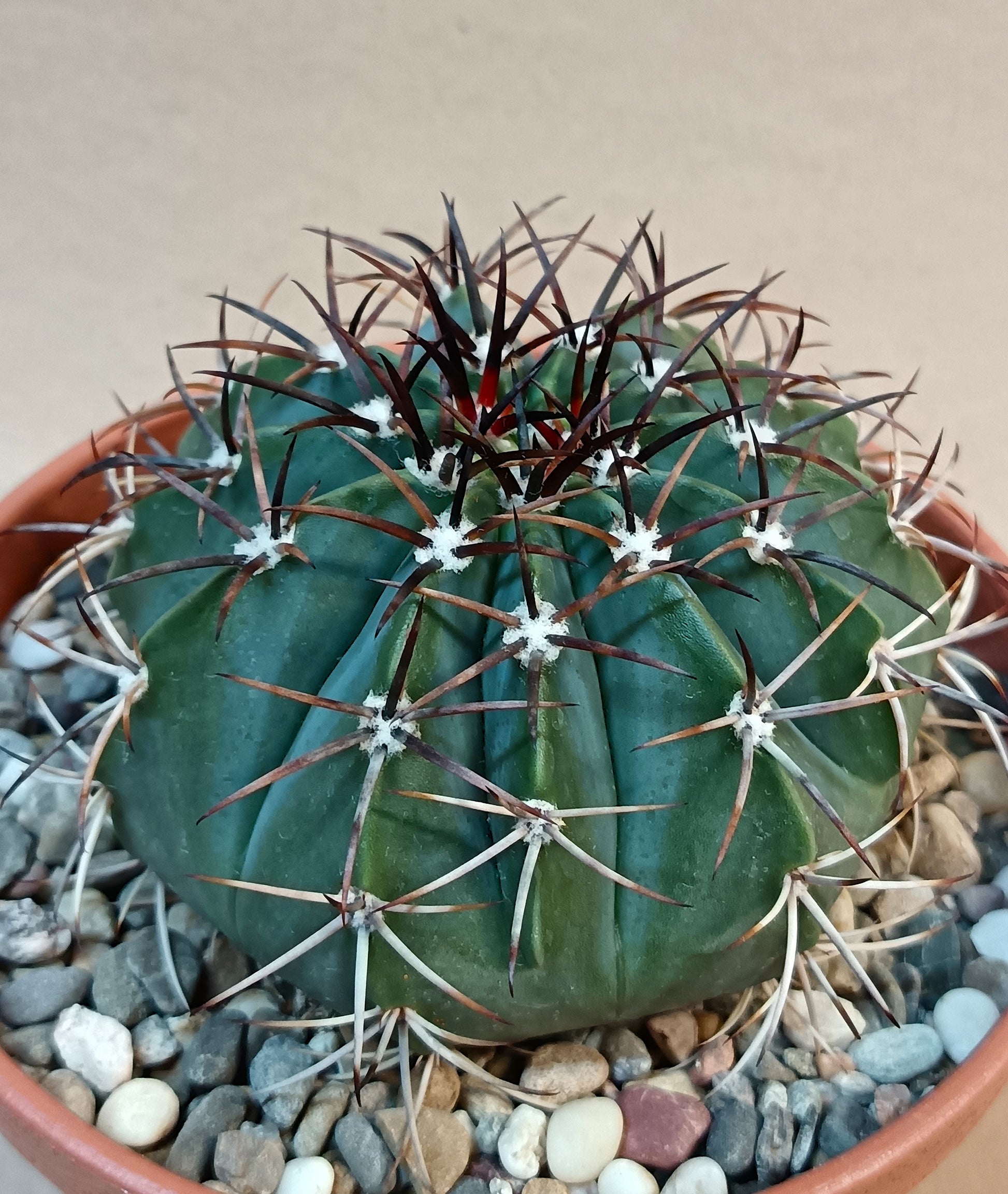 Melocactus azureus – Seltene blaue Schönheit aus Brasilien